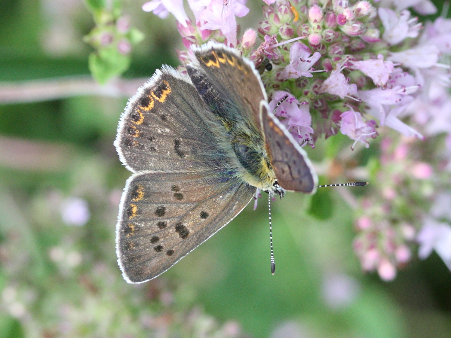 lycaena_tityrus2md