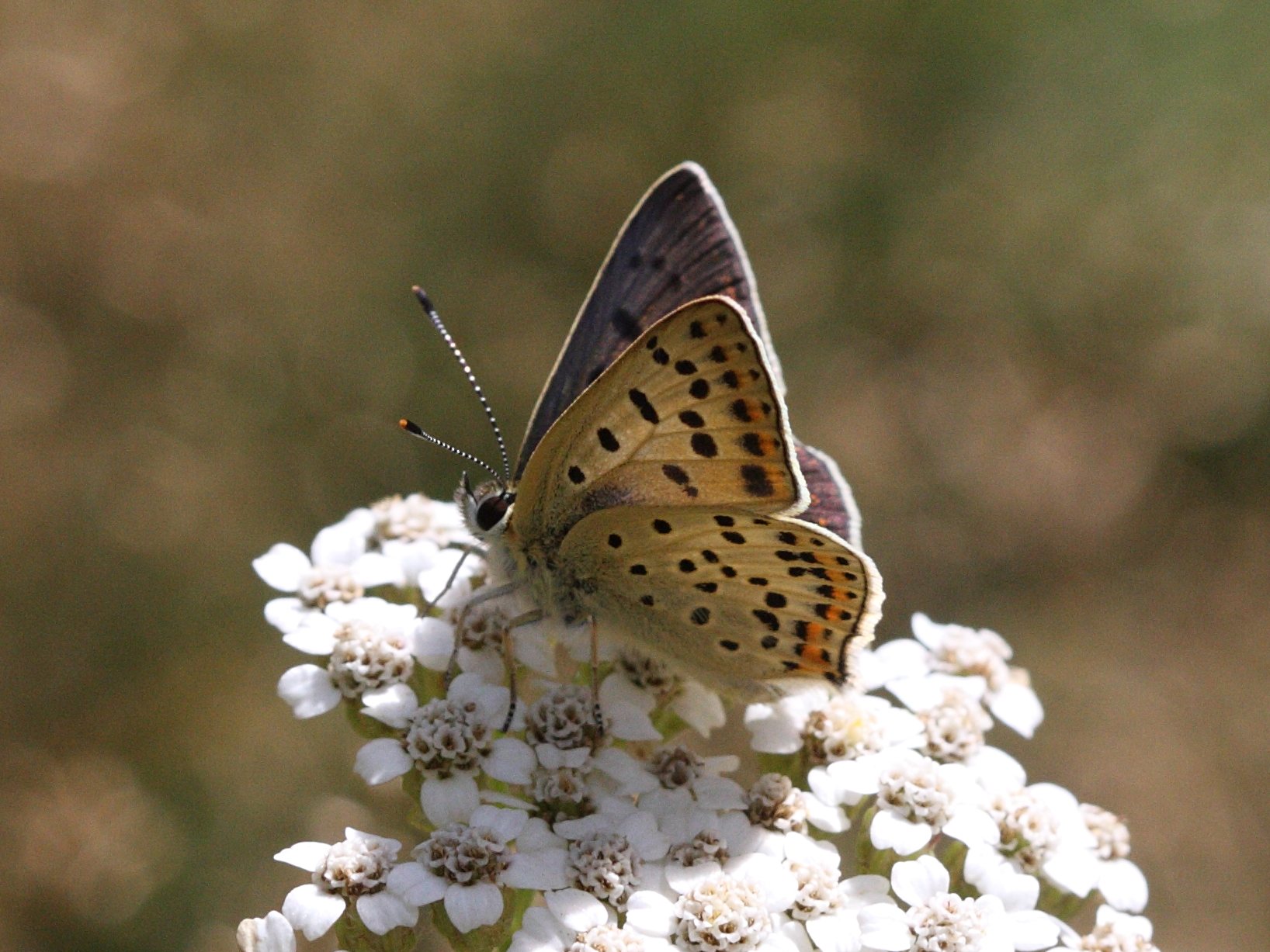 lycaena_tityrus3bd