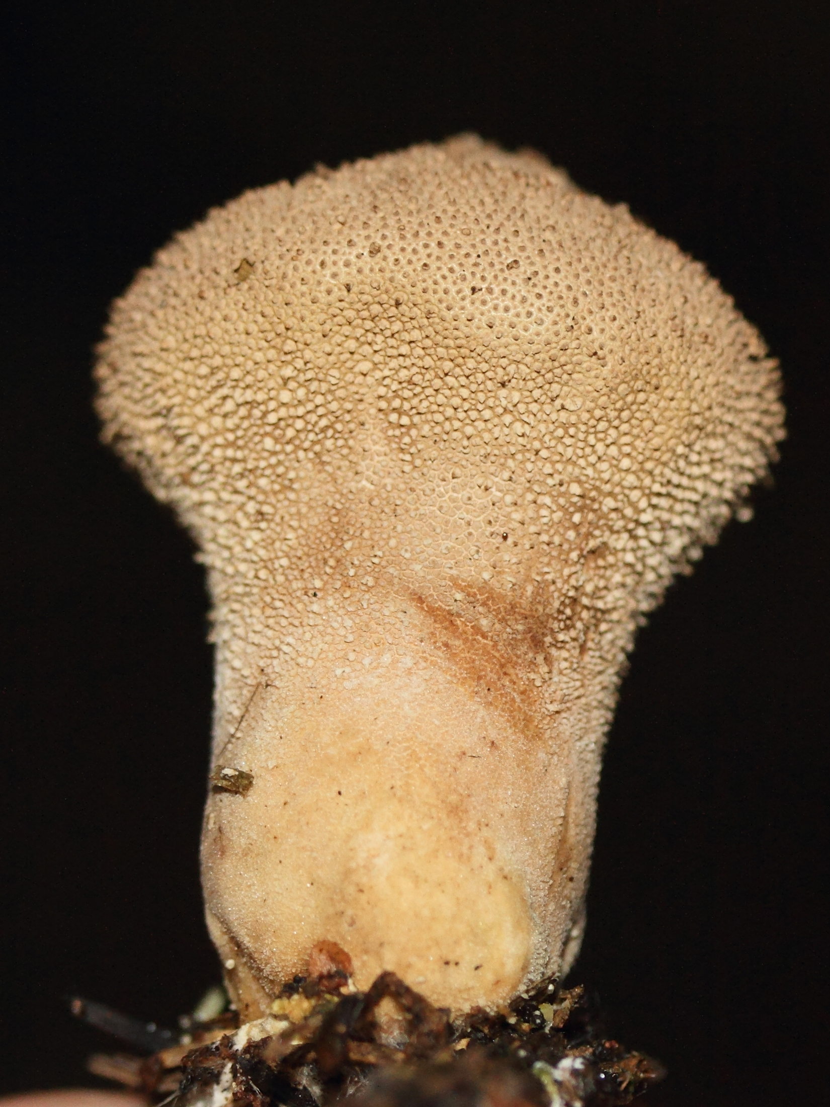 Afficher le média lycoperdon_perlatum6md lycoperdon_perlatum6md