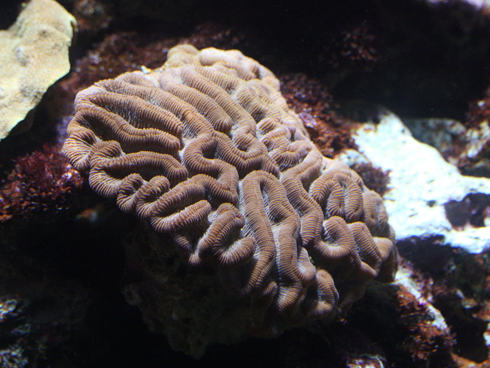 meandrina_meandrites1md