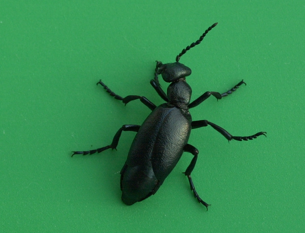 Meloe_proscarabaeus