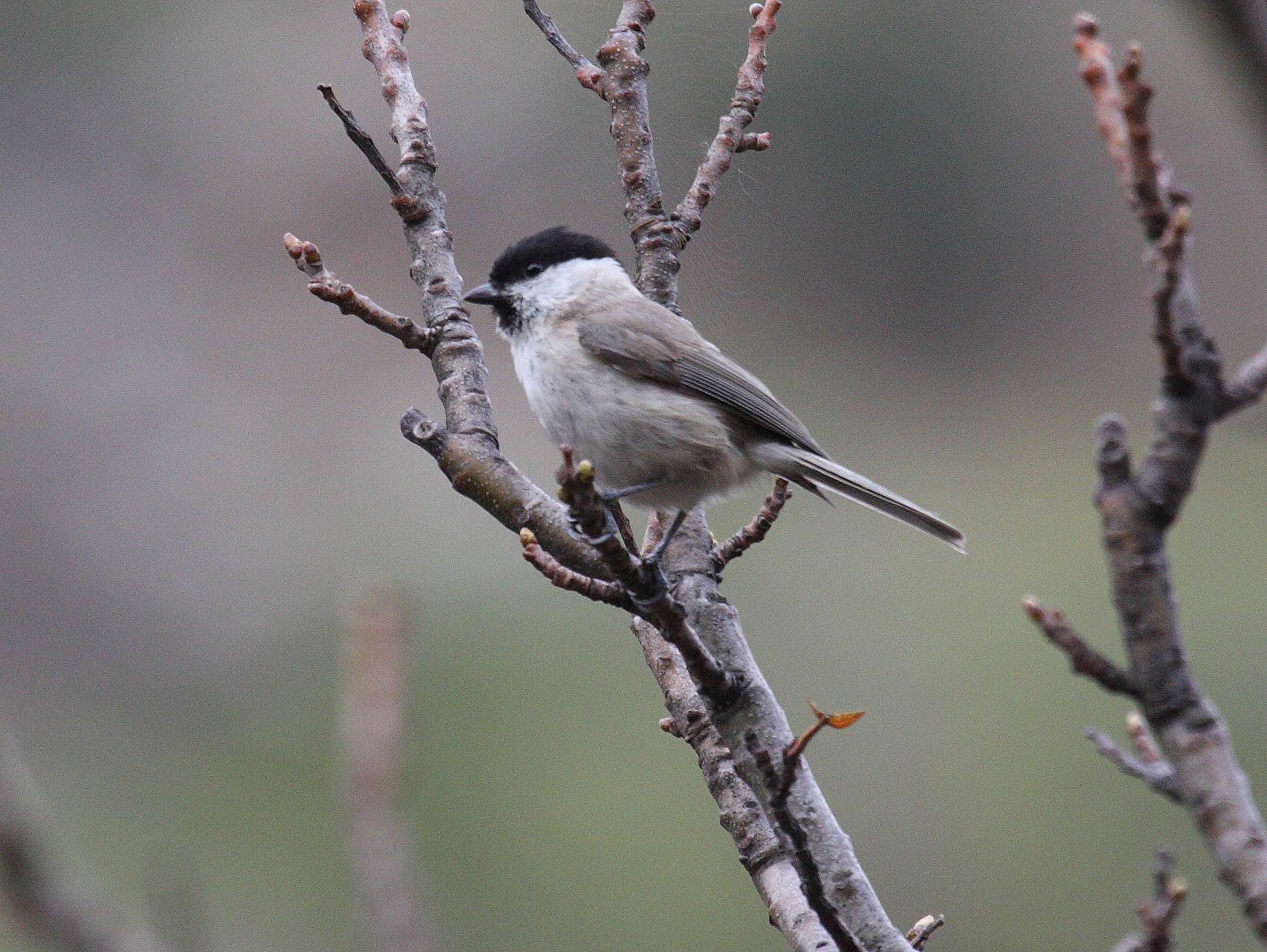 mesange_nonnette_-_poecile_palustris2bd