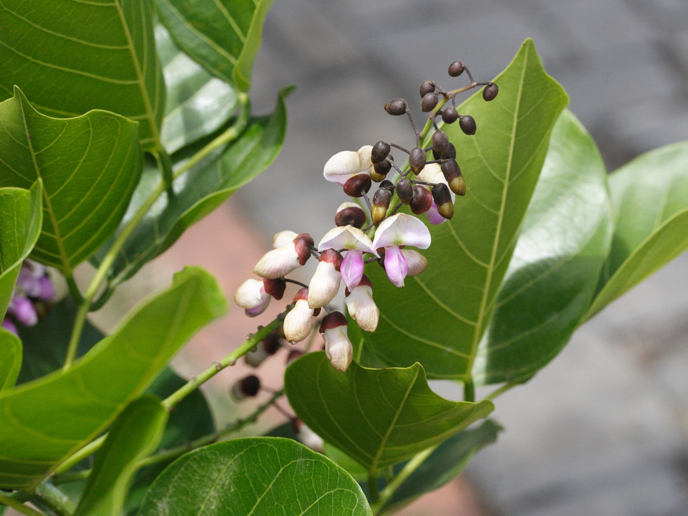 Afficher le média milletia_pinnata5md milletia_pinnata5md