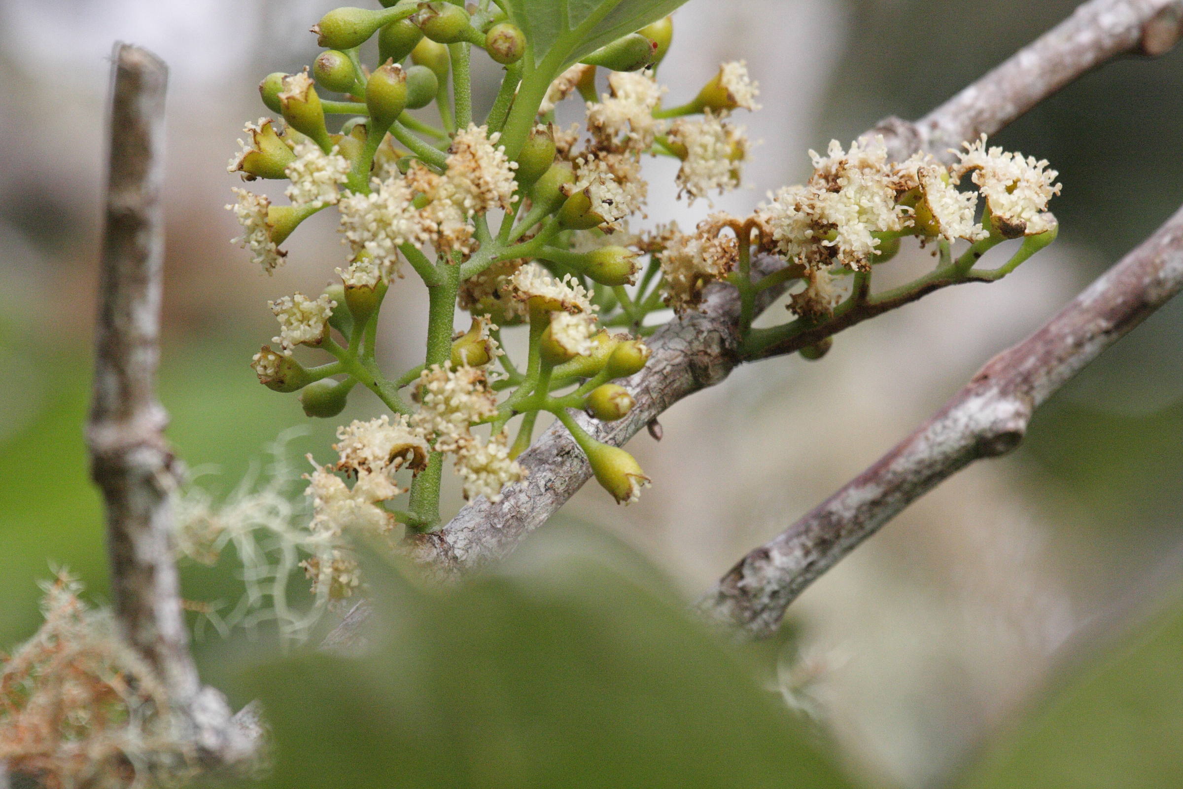 monimia_rotundifolia4bd