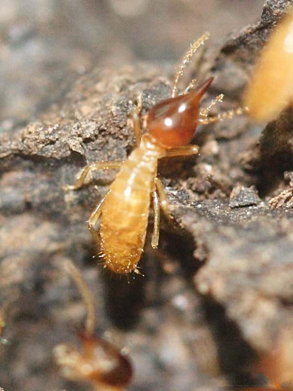 nasutitermes_corniger5md