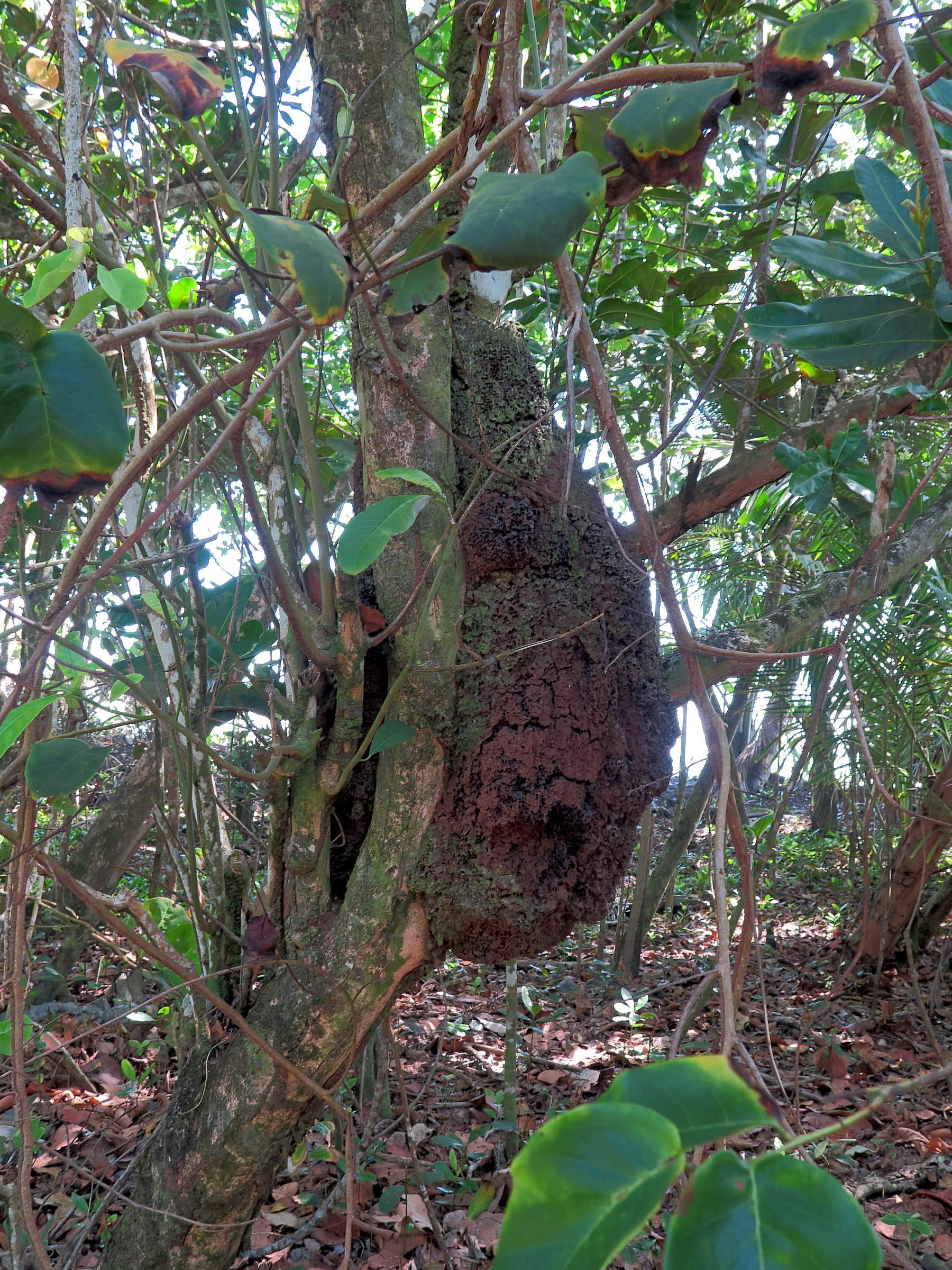 nasutitermes_corniger7md