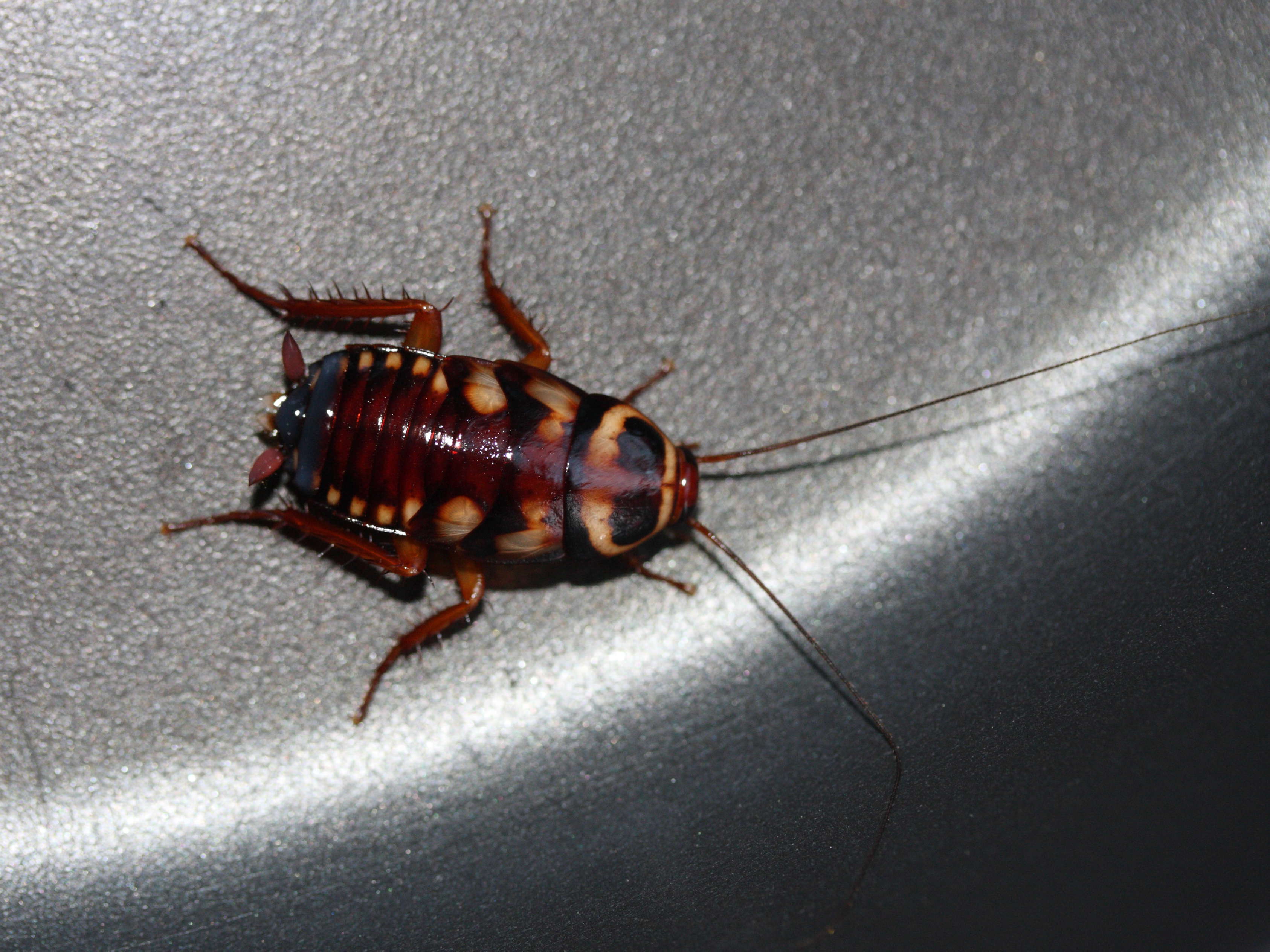 neostylopyga_rhombifolia1md