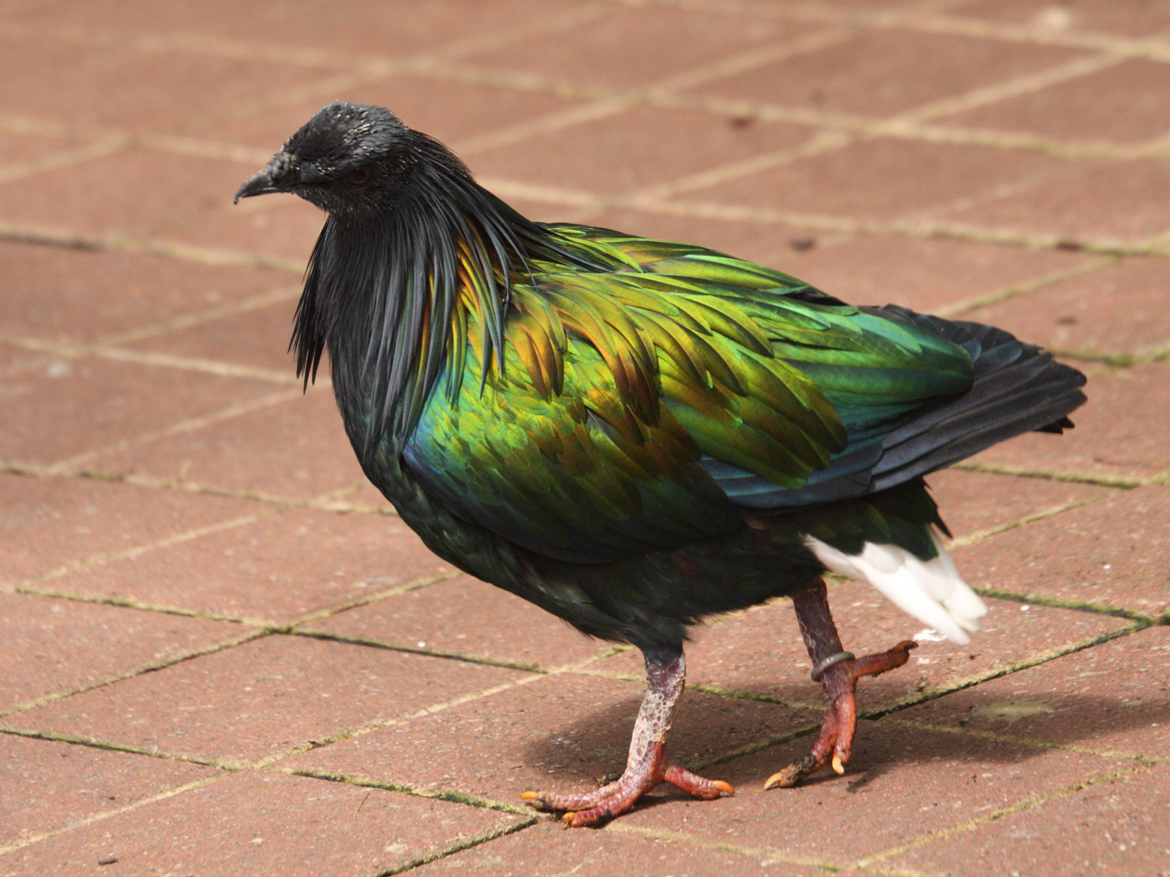 Afficher le média nicobar_a_camail_-_caloenas_nicobarica1md nicobar_a_camail_-_caloenas_nicobarica1md