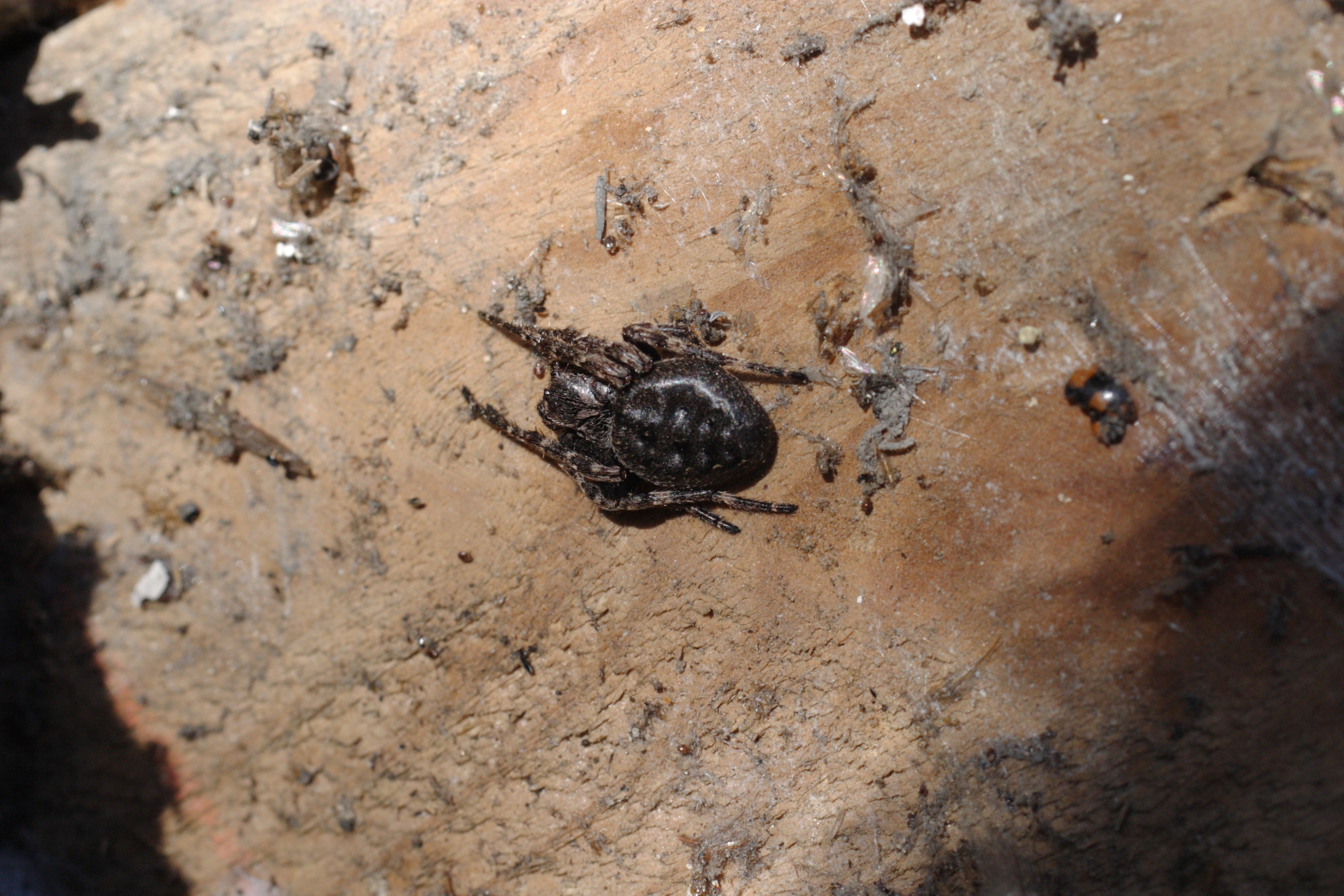 Afficher le média Nuctenea_umbratica Nuctenea_umbratica