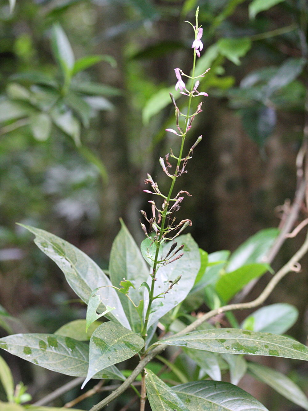 odontonema_nitidum4md