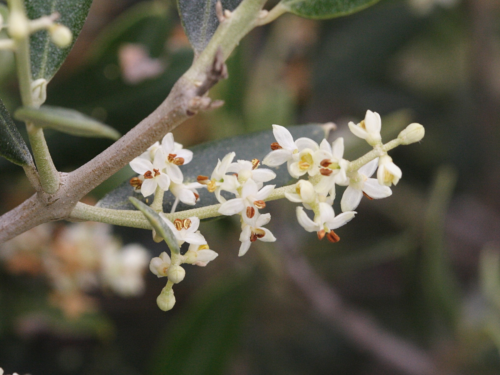 Afficher le média olea_europaea_sylvestris4md olea_europaea_sylvestris4md