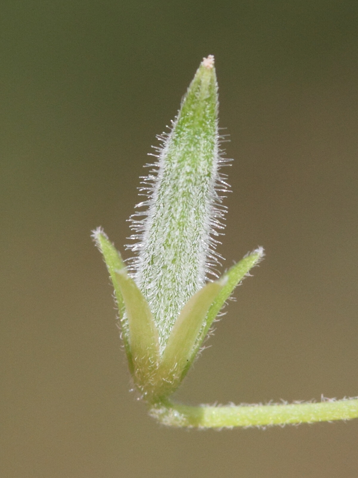 oxalis_corniculata8md