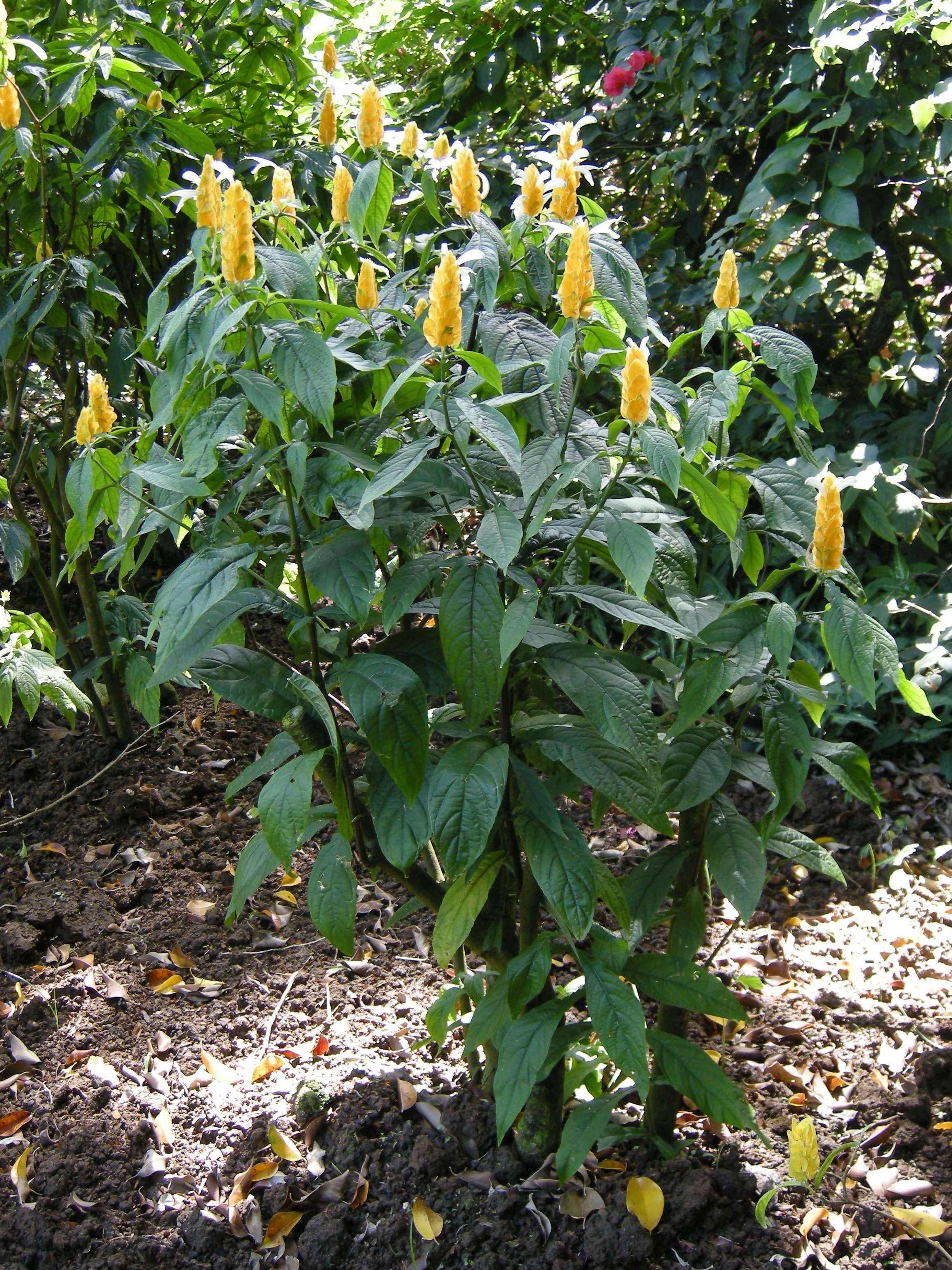 Afficher le média pachystachys_lutea1md pachystachys_lutea1md