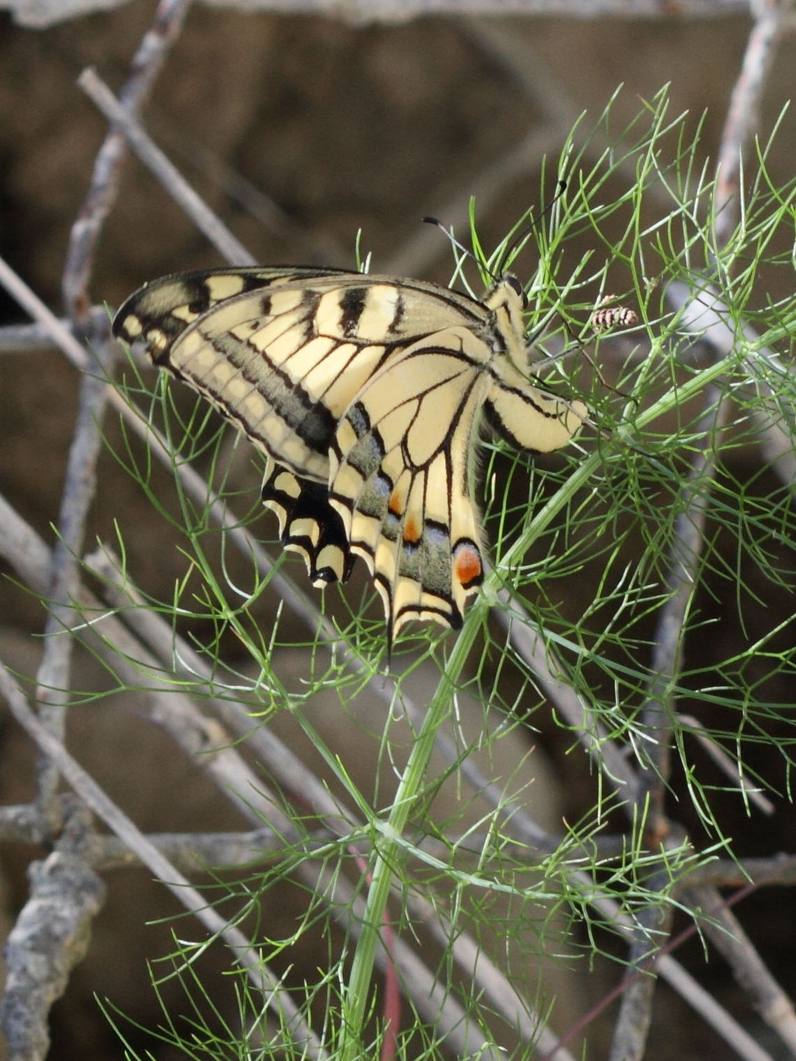papilio_machaon_ponte2bd
