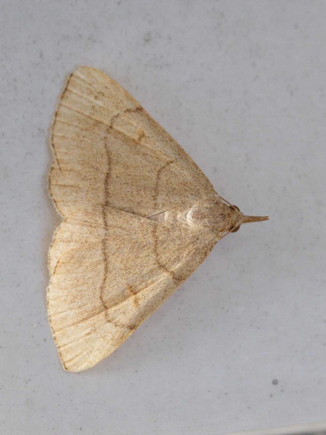 paracolax_tristalis1md