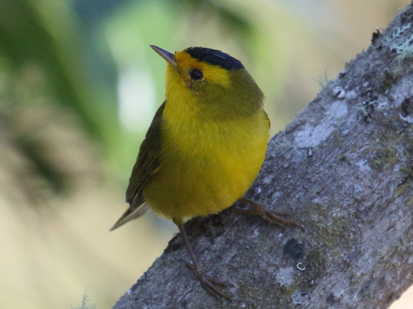 paruline_a_calotte_noire_-_cardellina_pusilla1bd