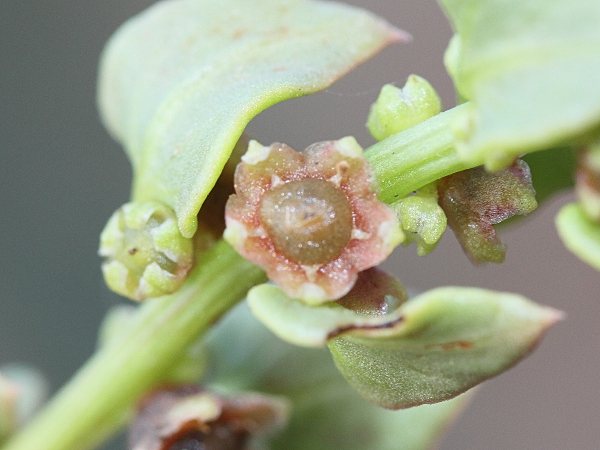 patellifolia_patellaris4md