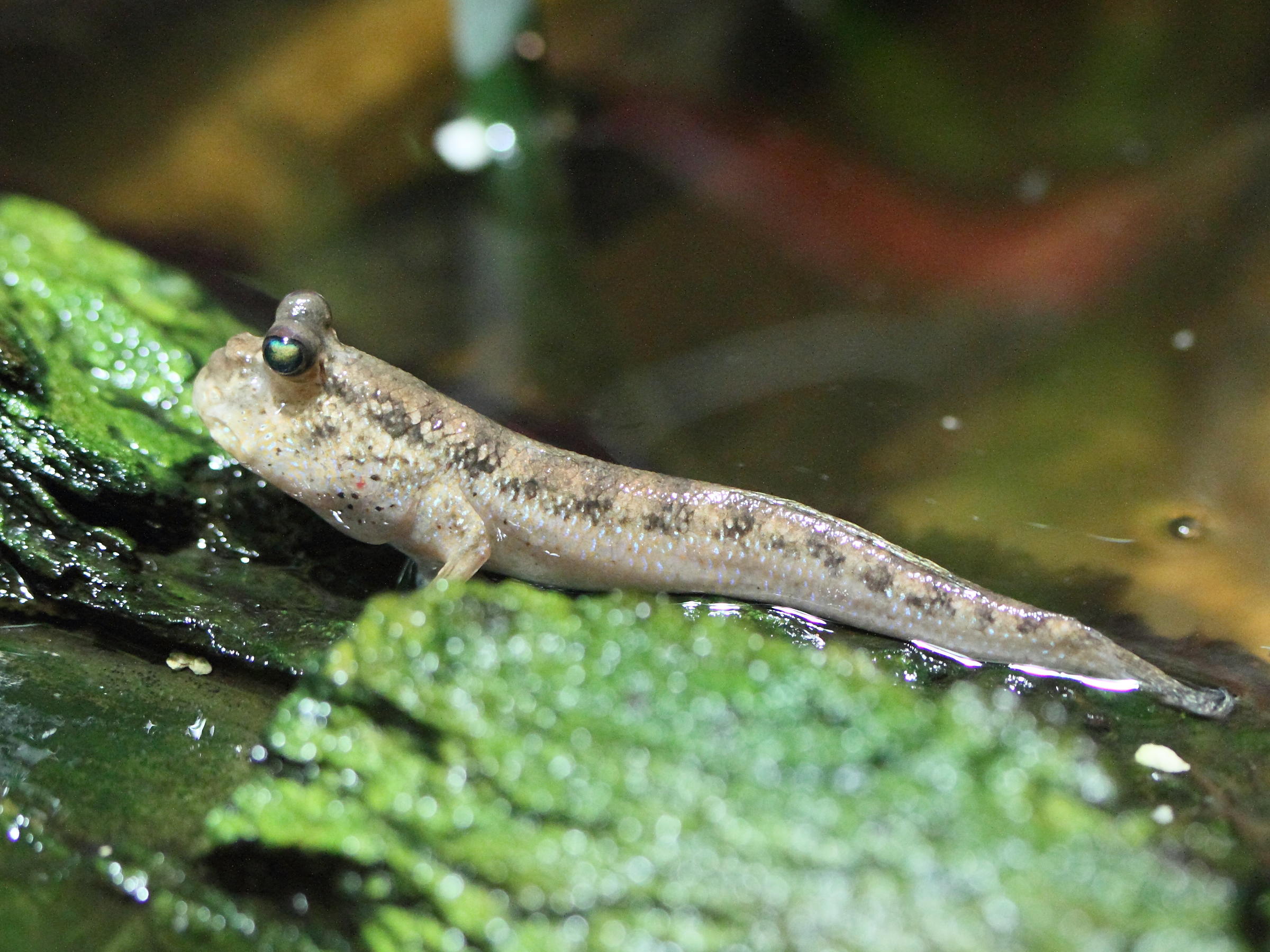 Afficher le média periophthalmus_barbarus1md periophthalmus_barbarus1md