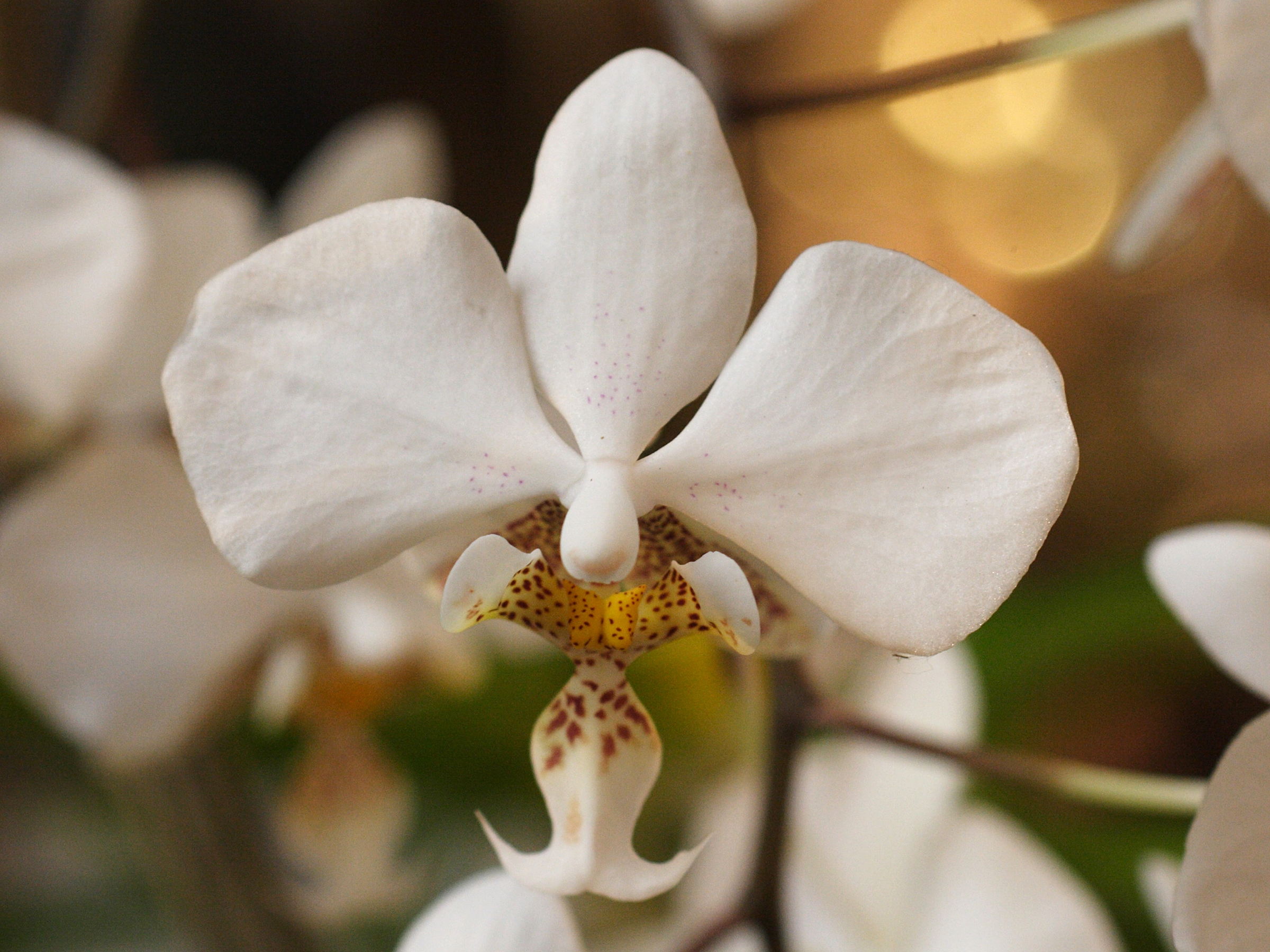 Afficher le média phalaenopsis_stuartiana2md phalaenopsis_stuartiana2md