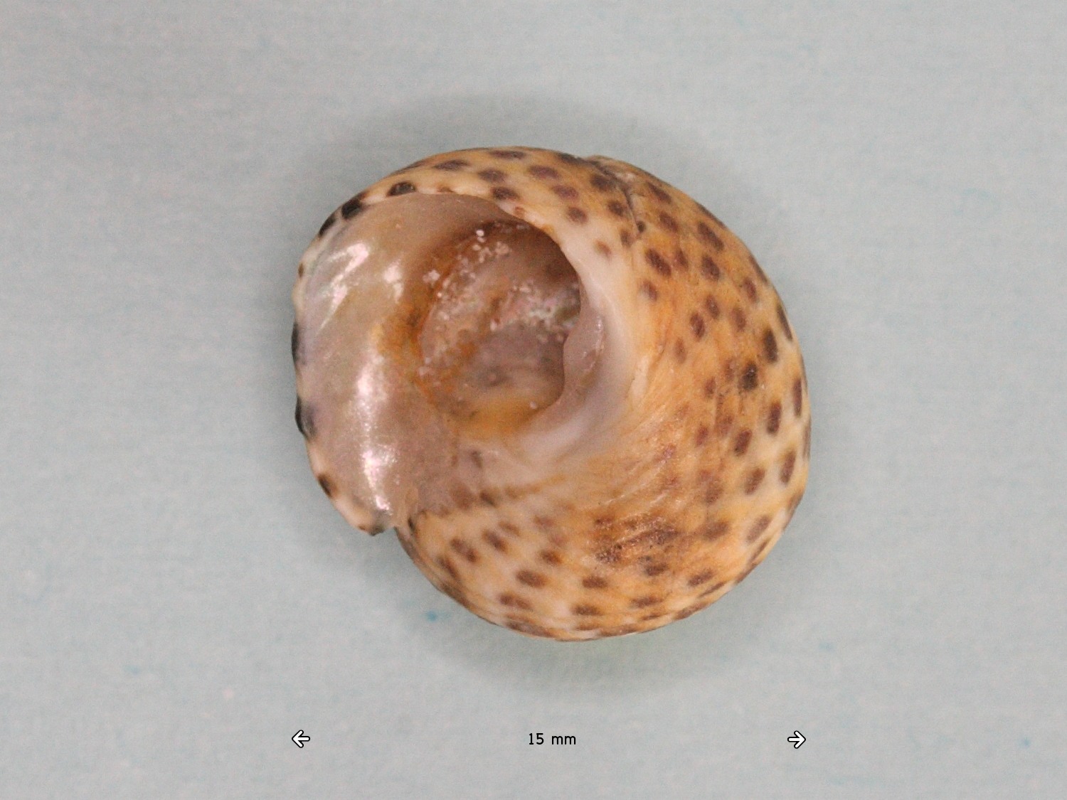 phorcus_turbinatus1md