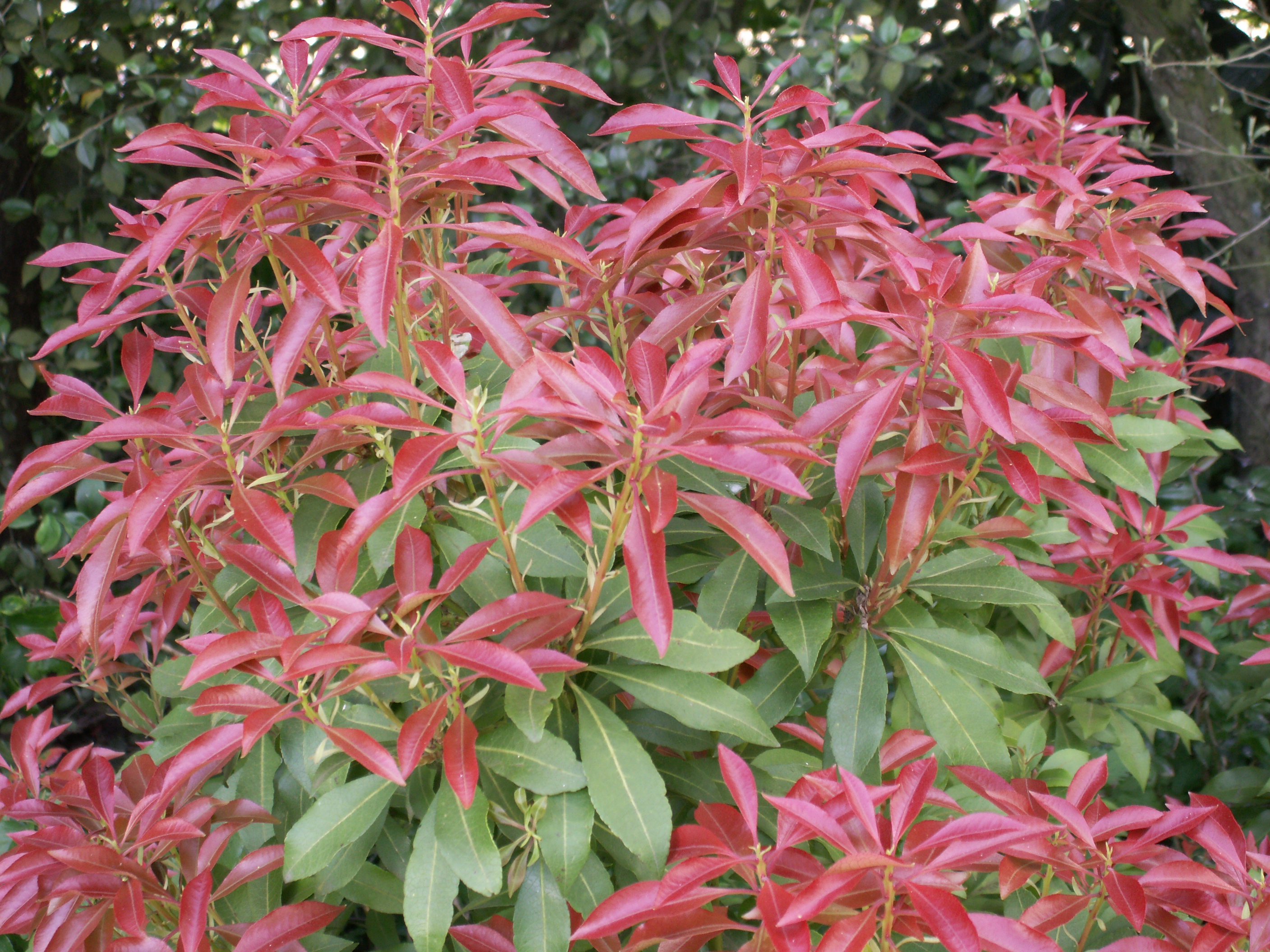 pieris_formosa1bmd