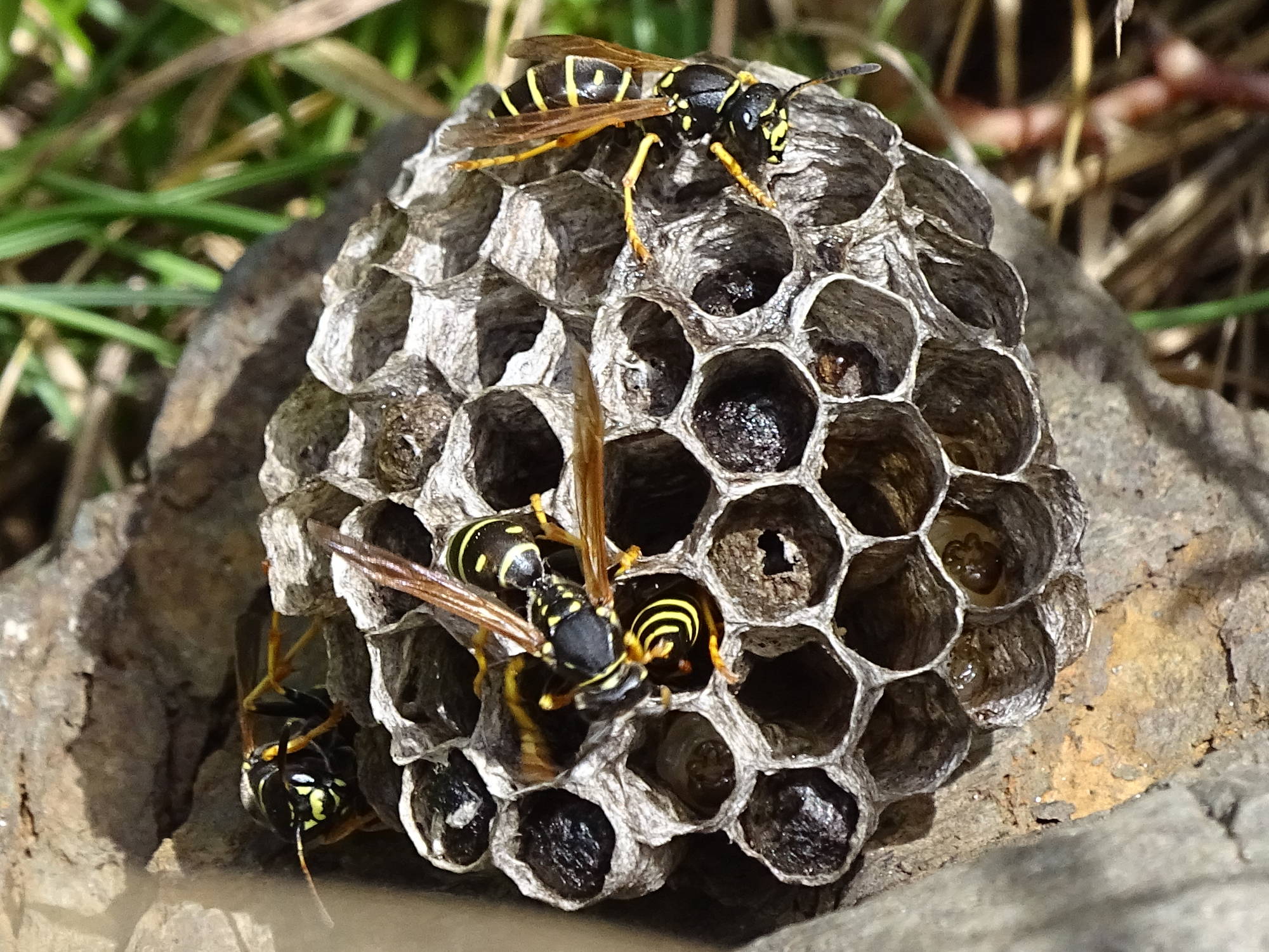 polistes_biglumis1mv