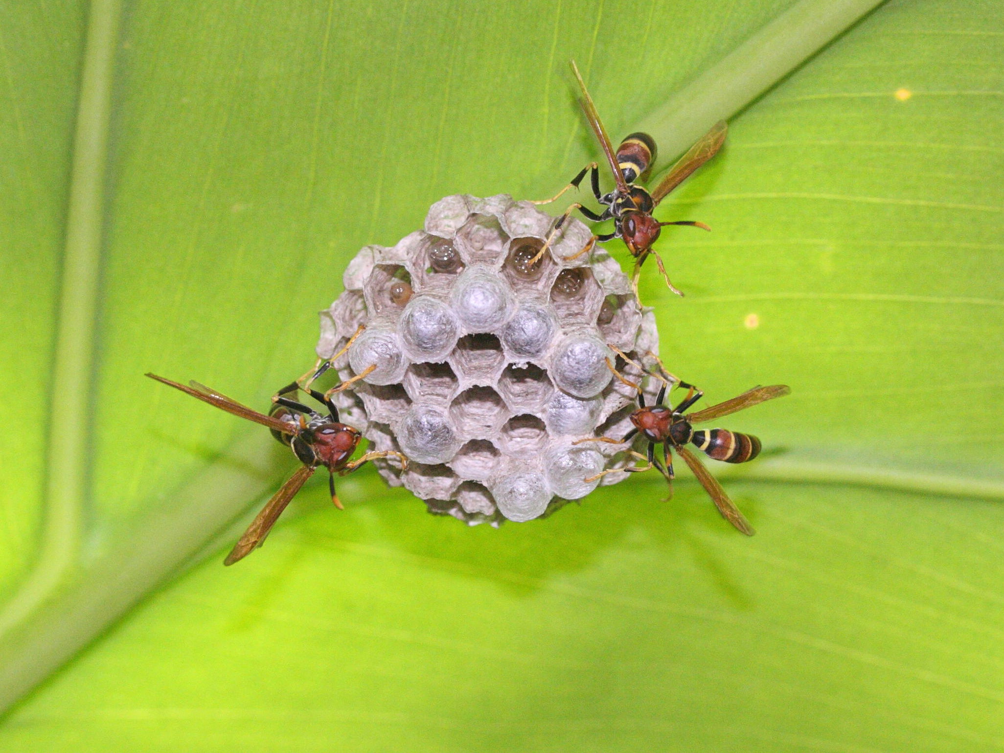 polistes_crinitus3bmd