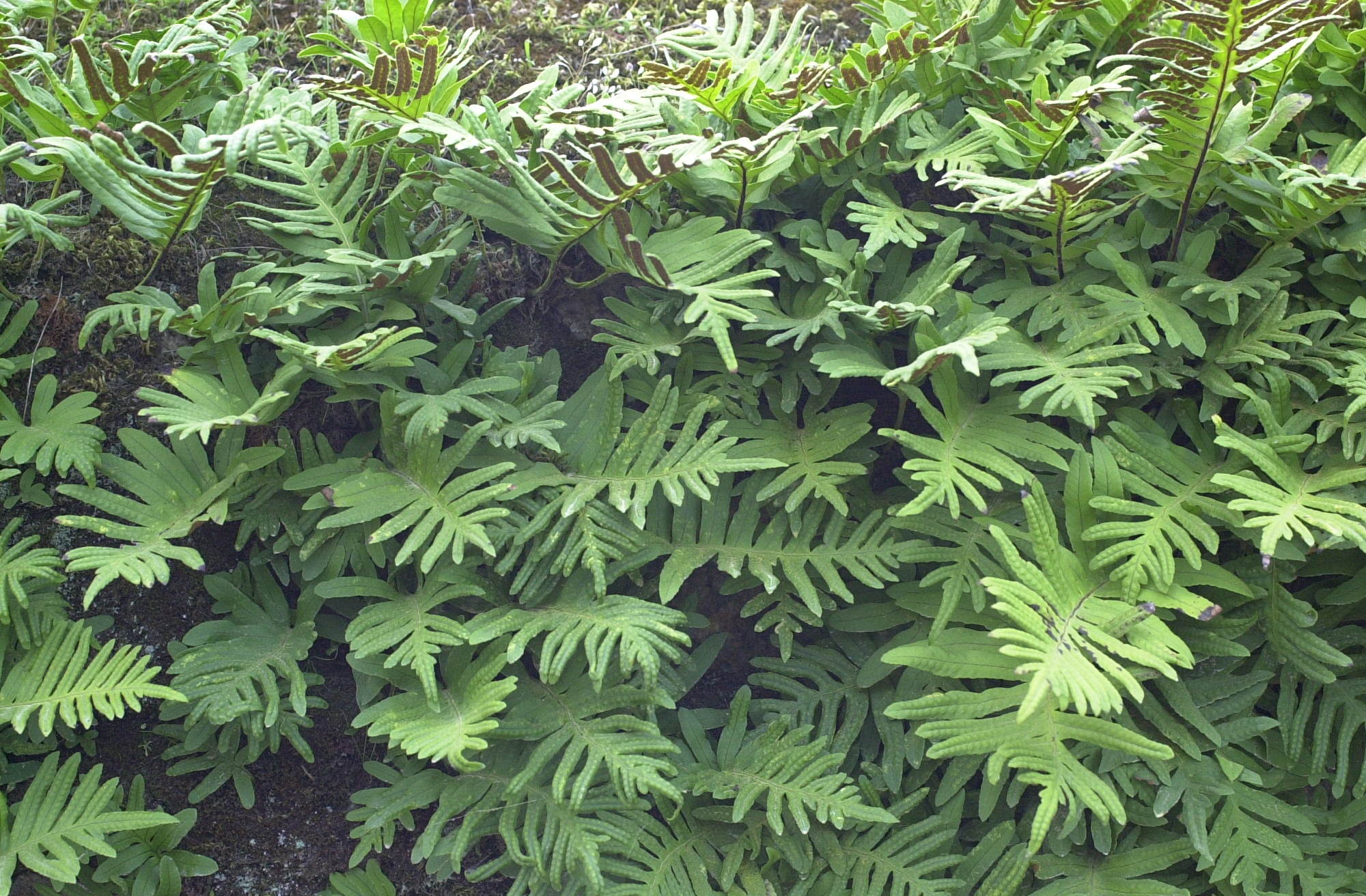 Afficher le média polypodium_vulgare1md polypodium_vulgare1md