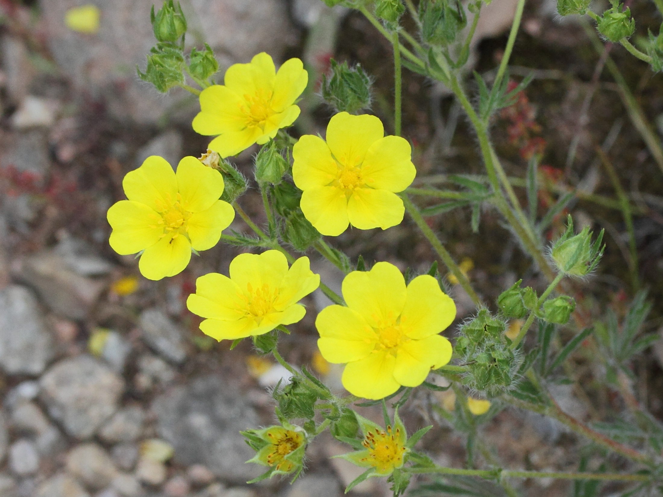 potentilla_hirta1md