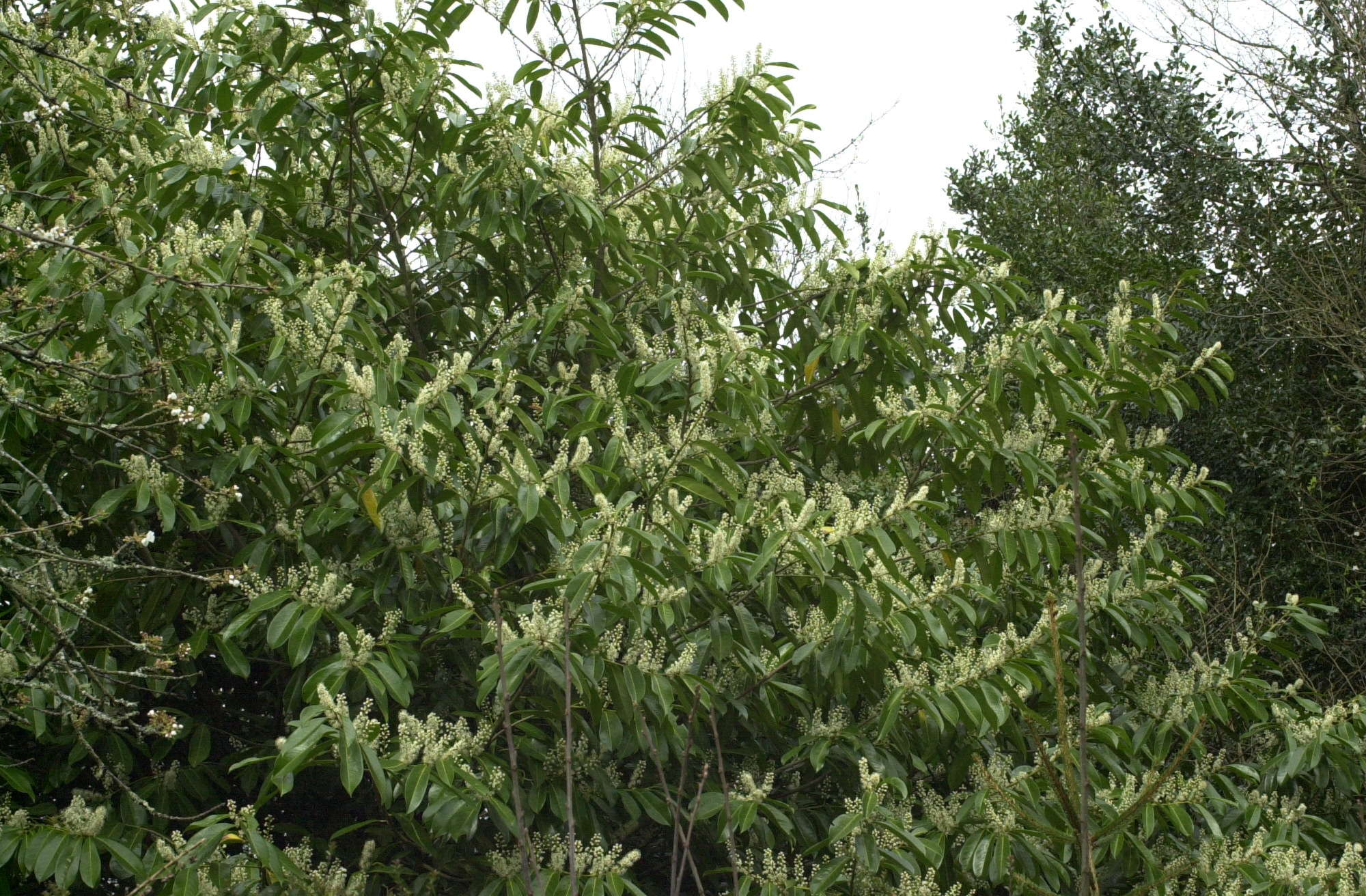 prunus_laurocerasus1bmd