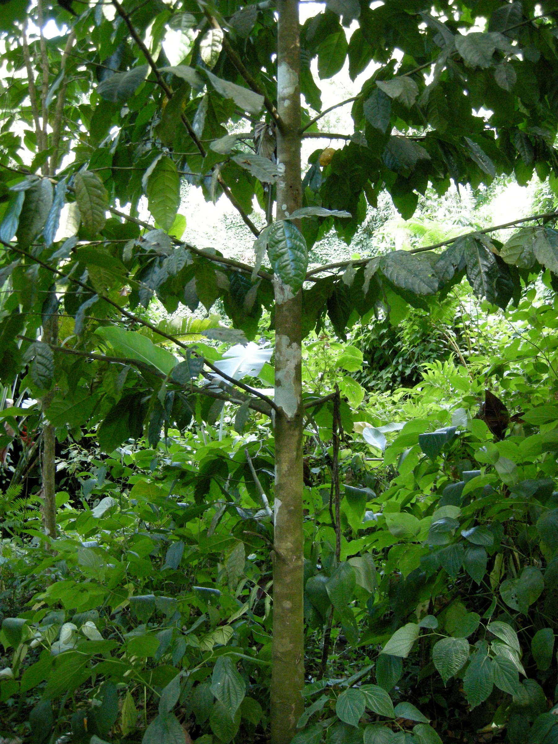 quararibea_turbinata1md