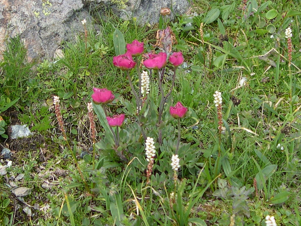 ranunculus_glacialis4md