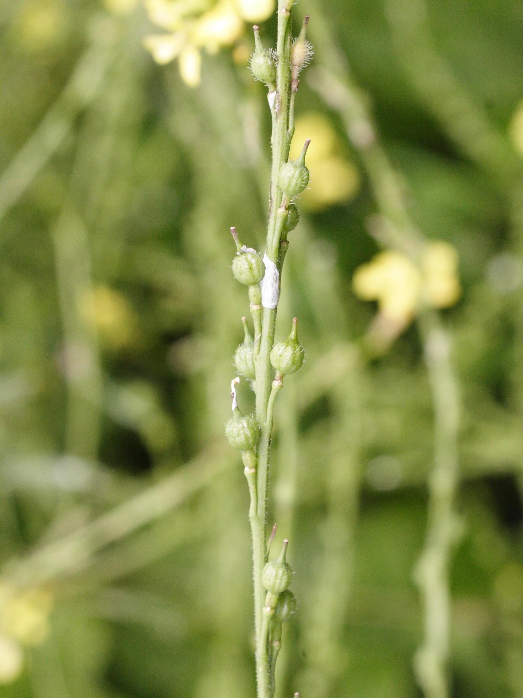 rapistrum_rugosum2md