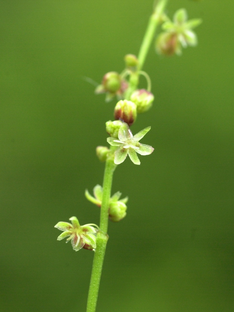 rumex_acetosella4md
