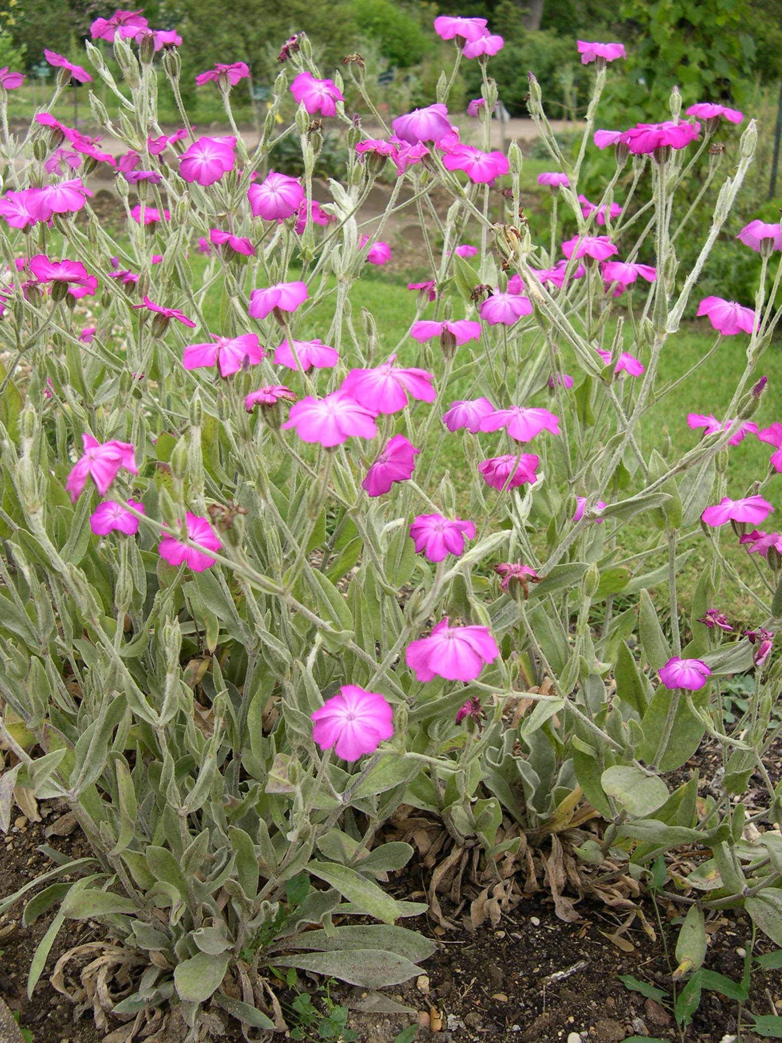 Afficher le média silene_coronaria1md silene_coronaria1md