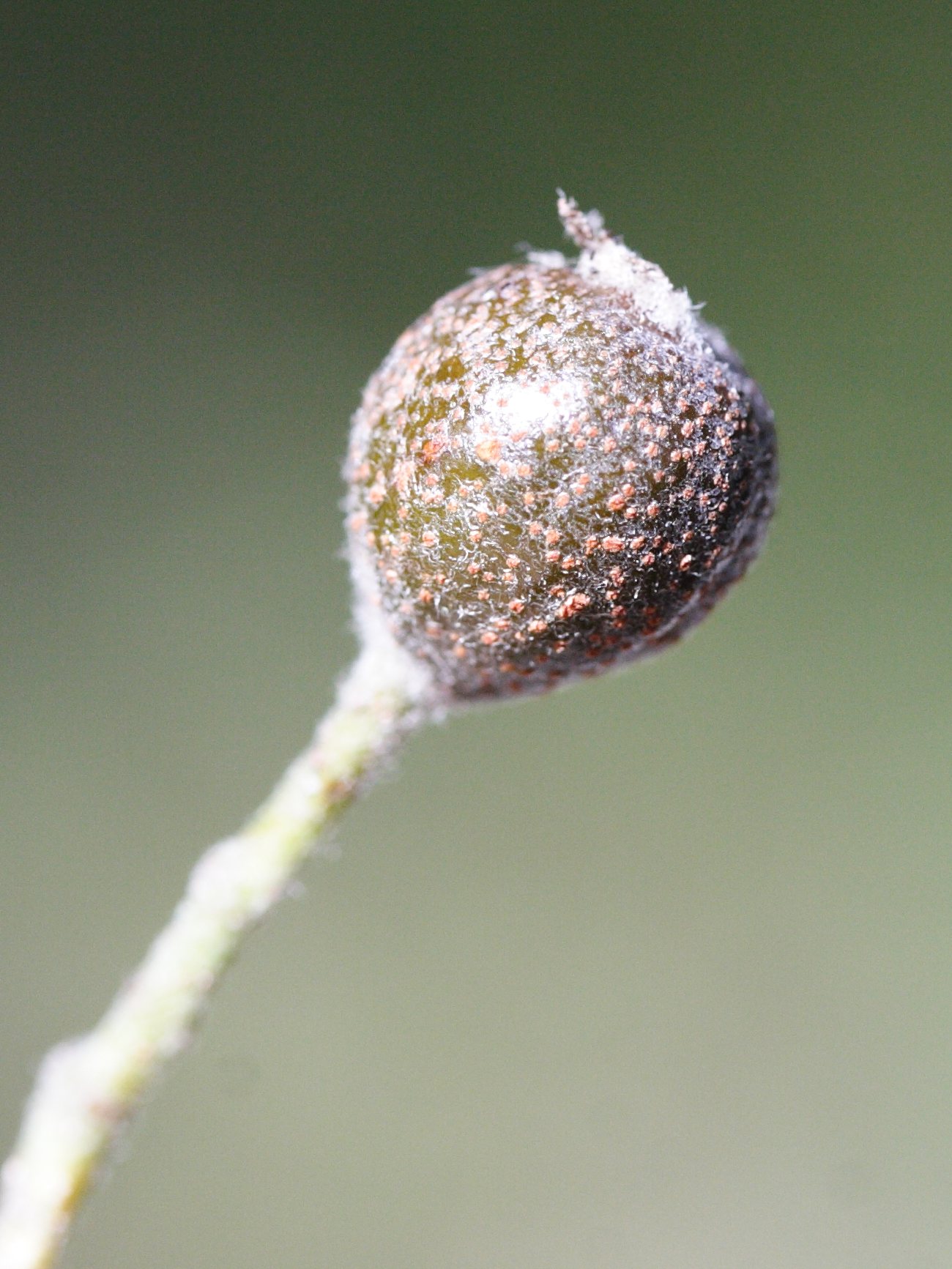 sorbus_torminalis3md