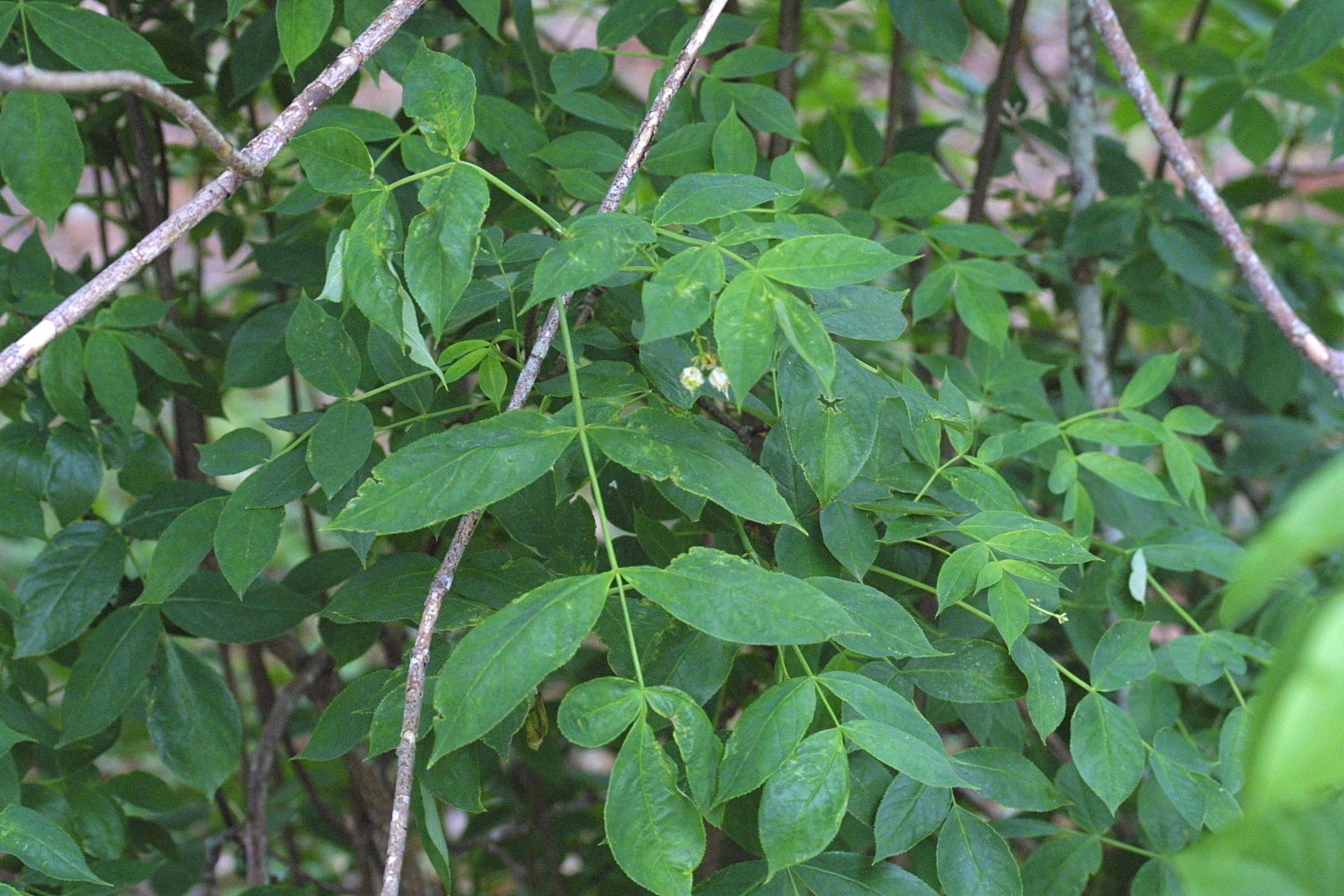 staphylea_pinnata3md