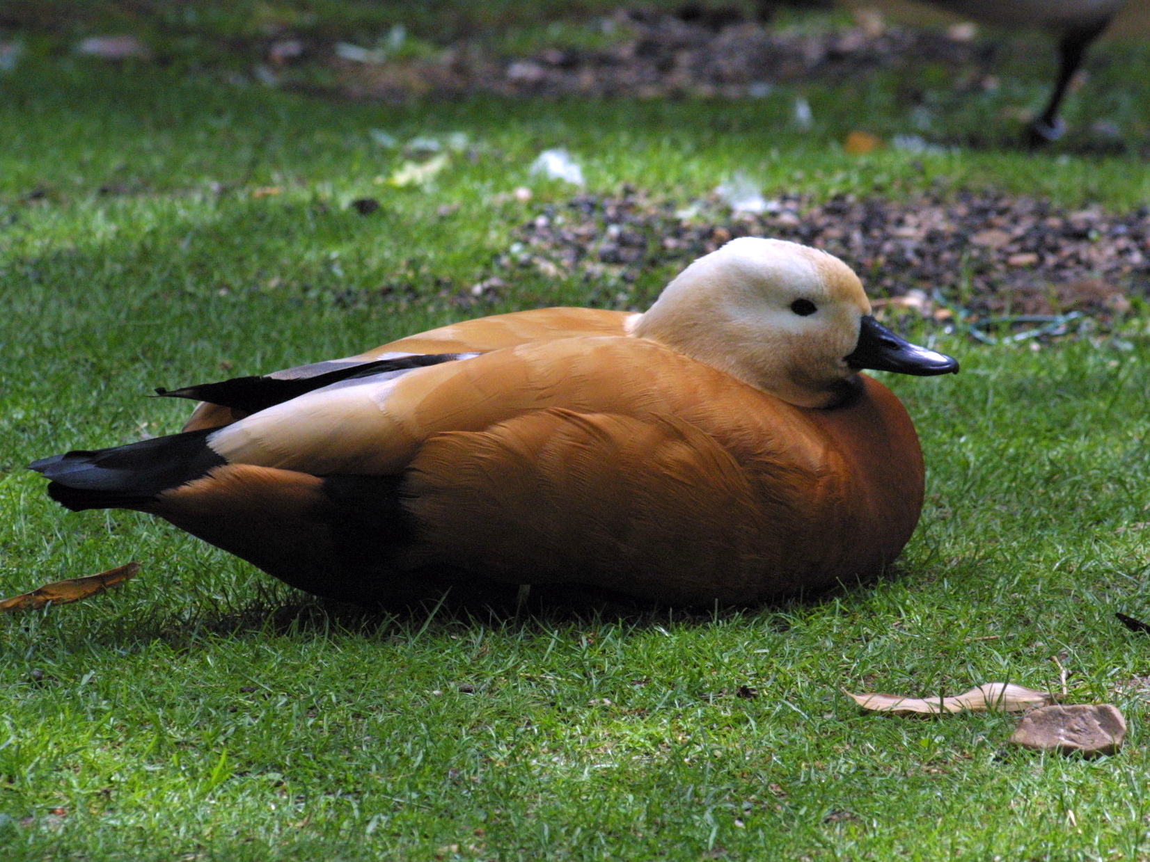 tadorne_casarca_-_tadorna_ferruginea2bmd