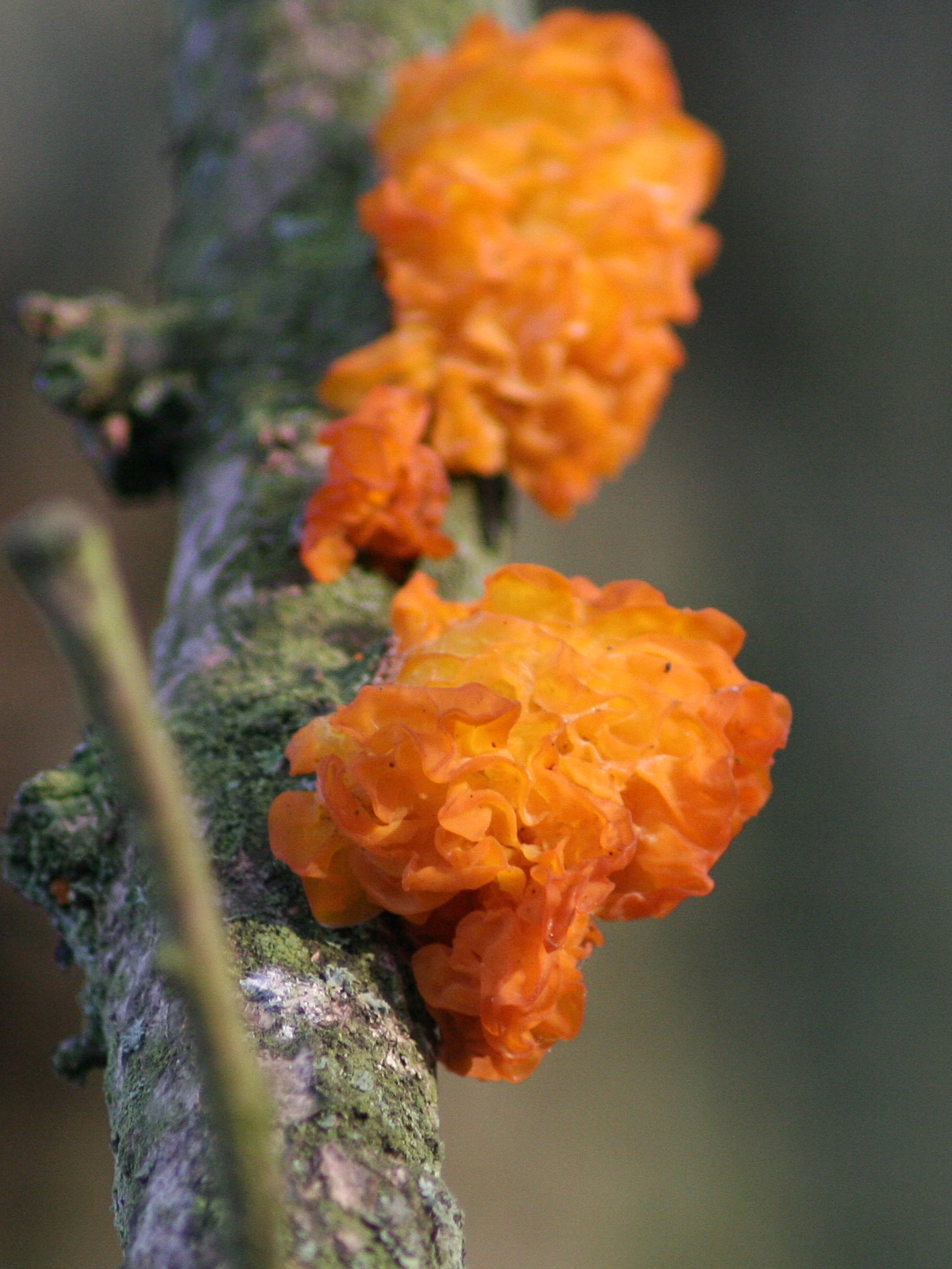 Afficher le média tremella_mesenterica1md tremella_mesenterica1md