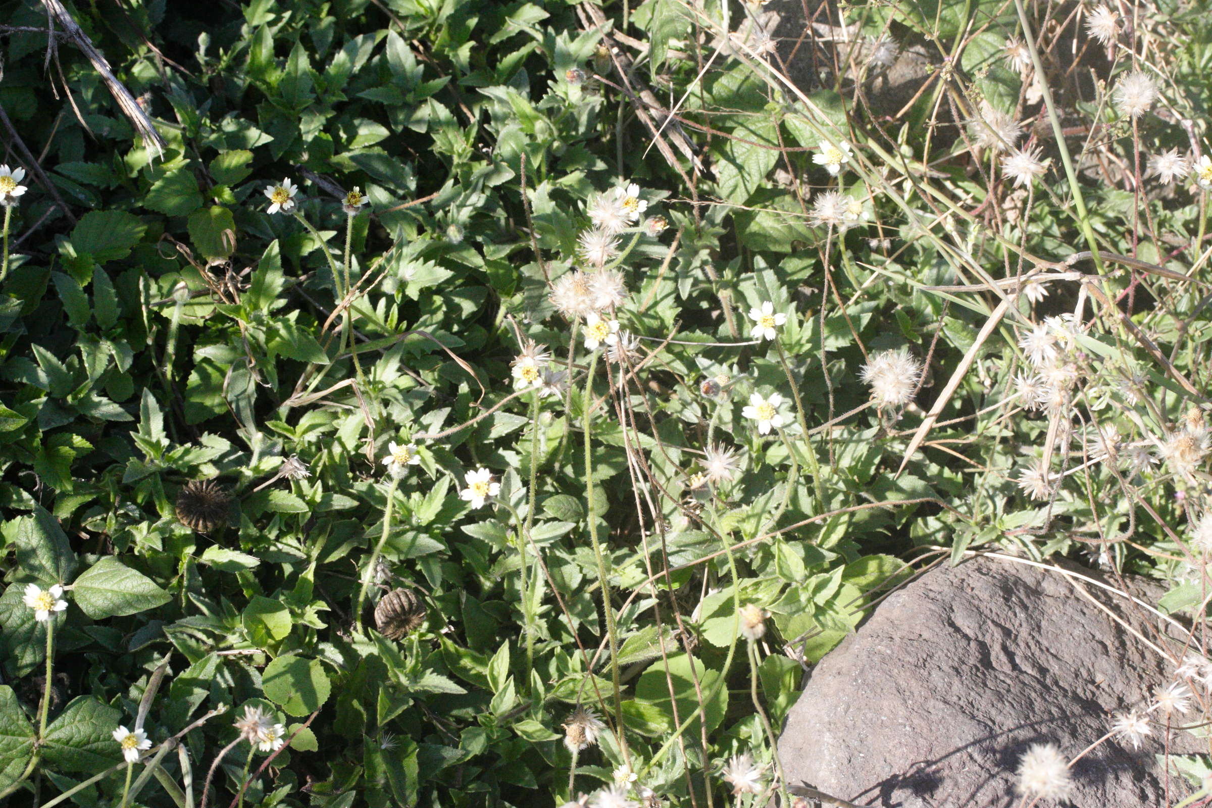 Afficher le média tridax_procumbens2md tridax_procumbens2md