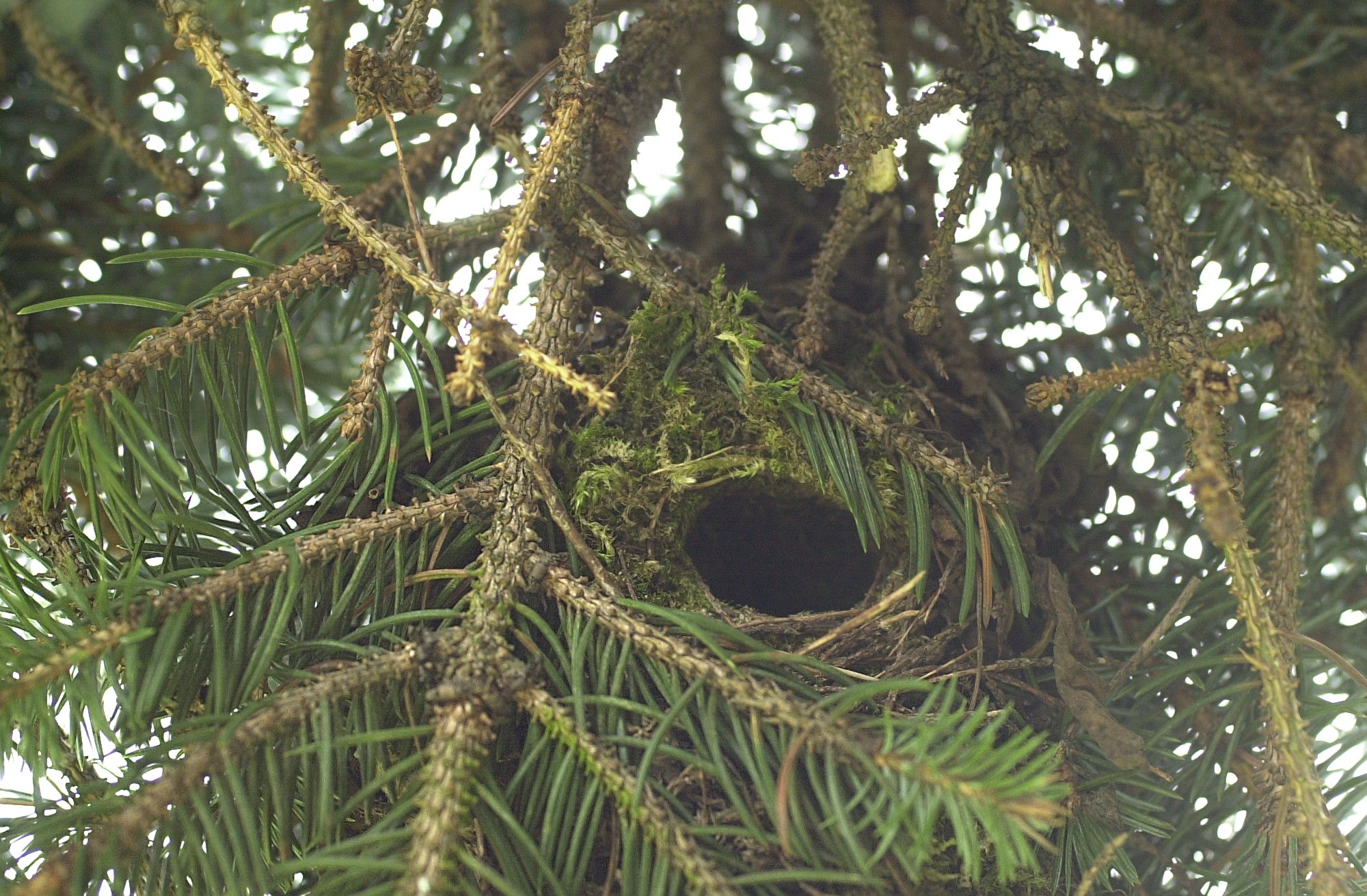 Afficher le média troglodyte_mignon_-_troglodytes_troglodytes2bd troglodyte_mignon_-_troglodytes_troglodytes2bd