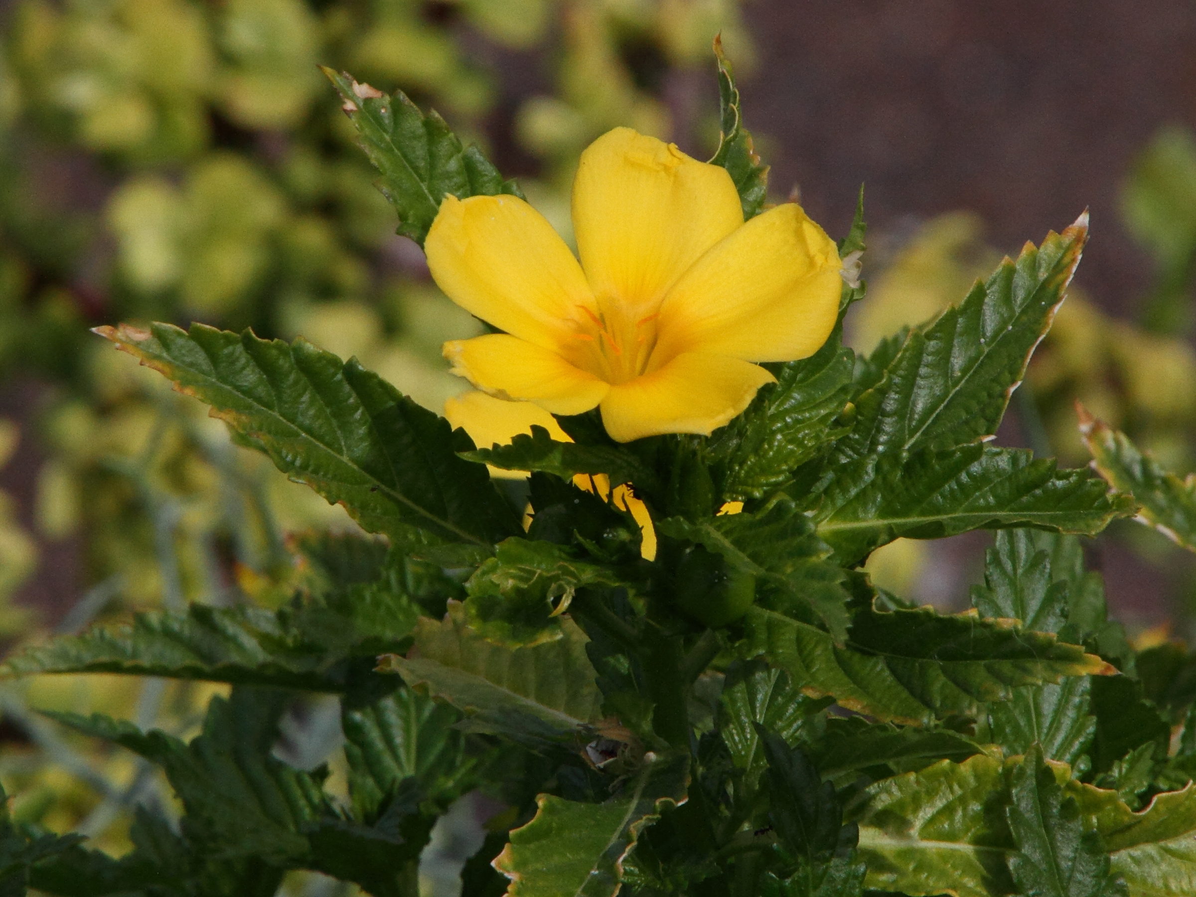 turnera_ulmifolia5md