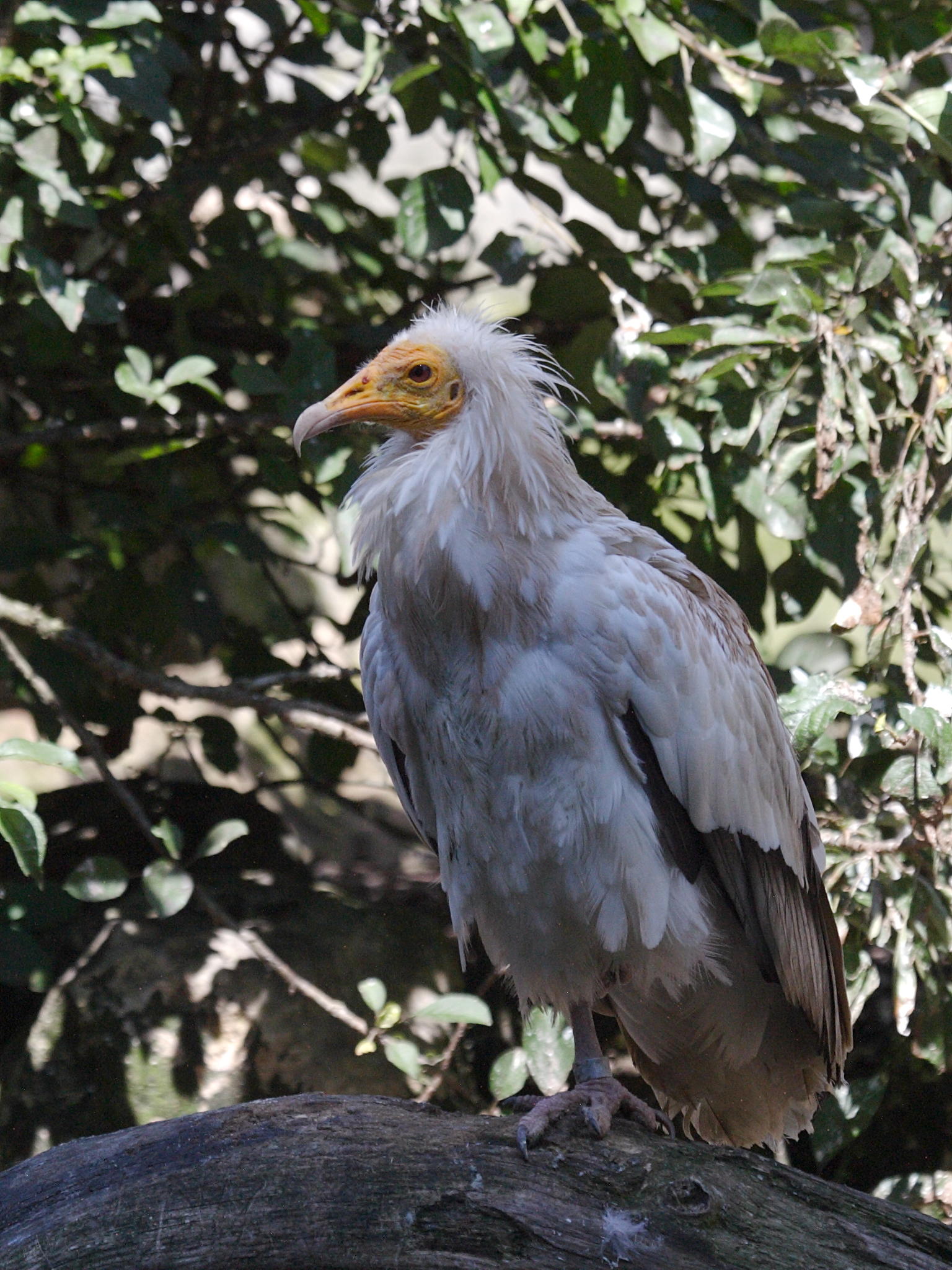 vautour_percnoptere_-_neophron_percnopterus4bd