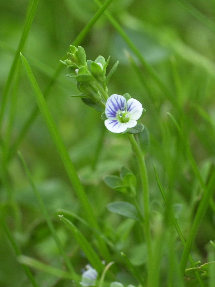 veronica_serpyllifolia2md