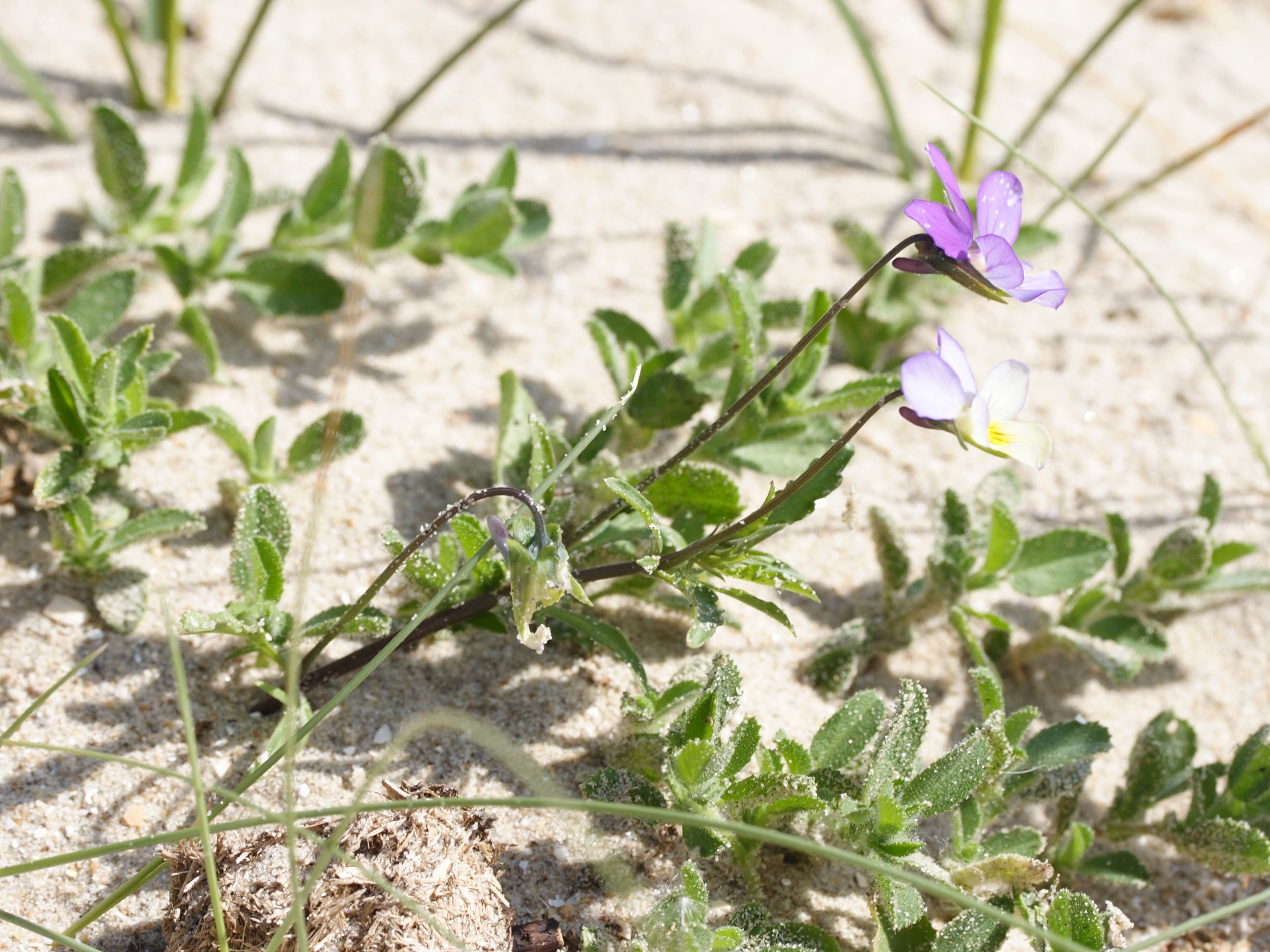 Viola_saxatilis ssp. curtisii