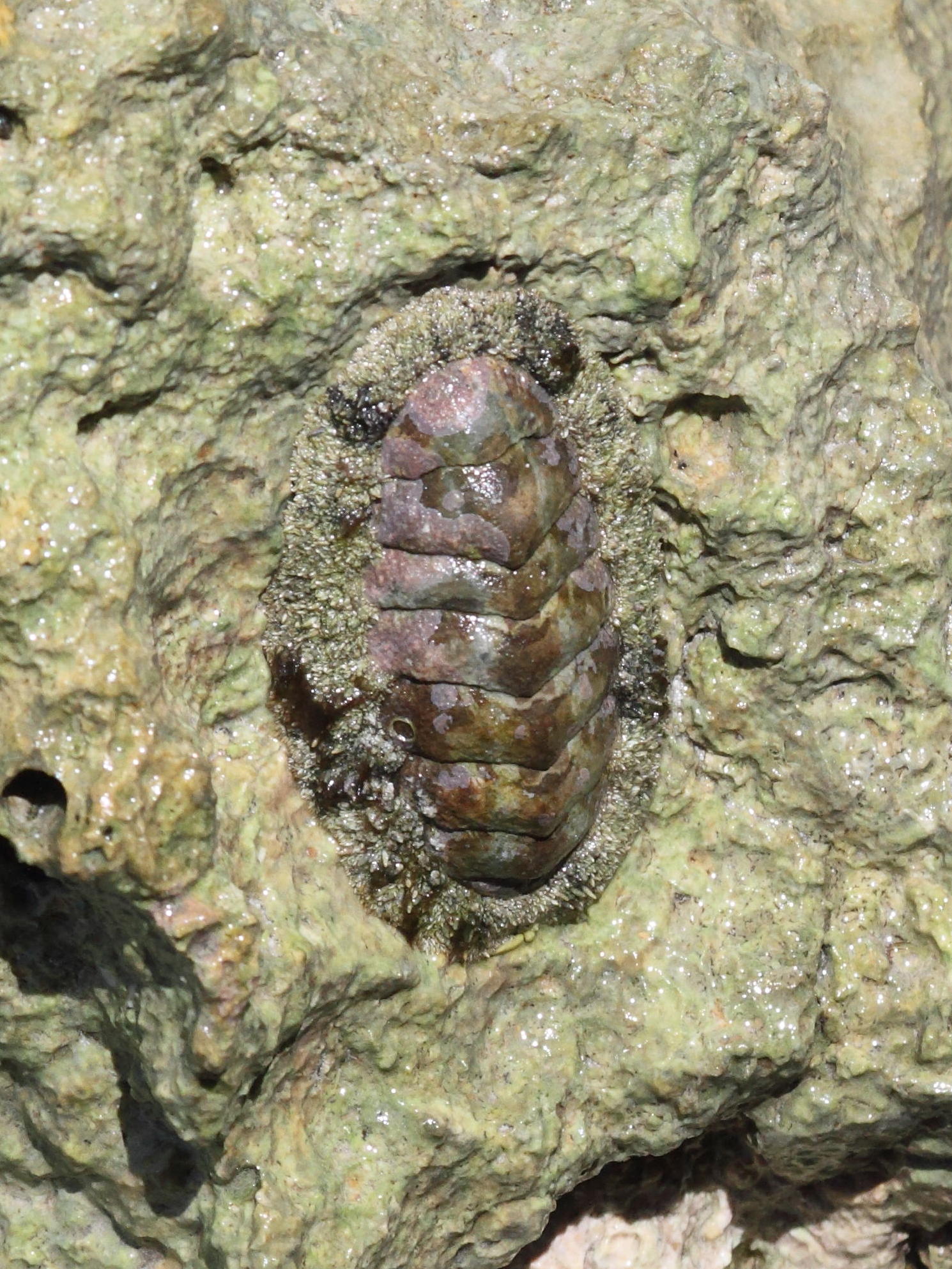 acanthopleura_granulata1bd