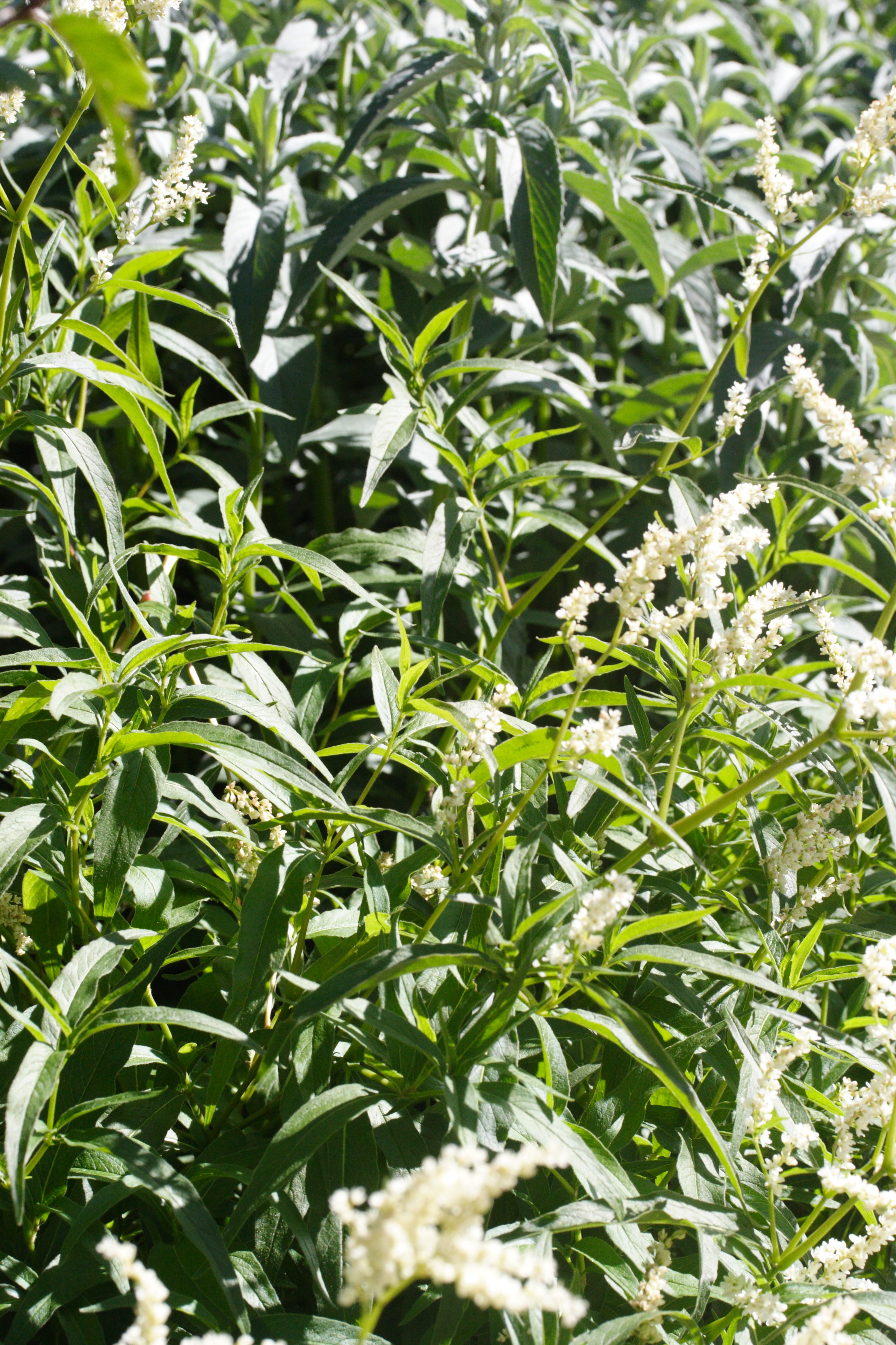 aconogonum_alpinum2md