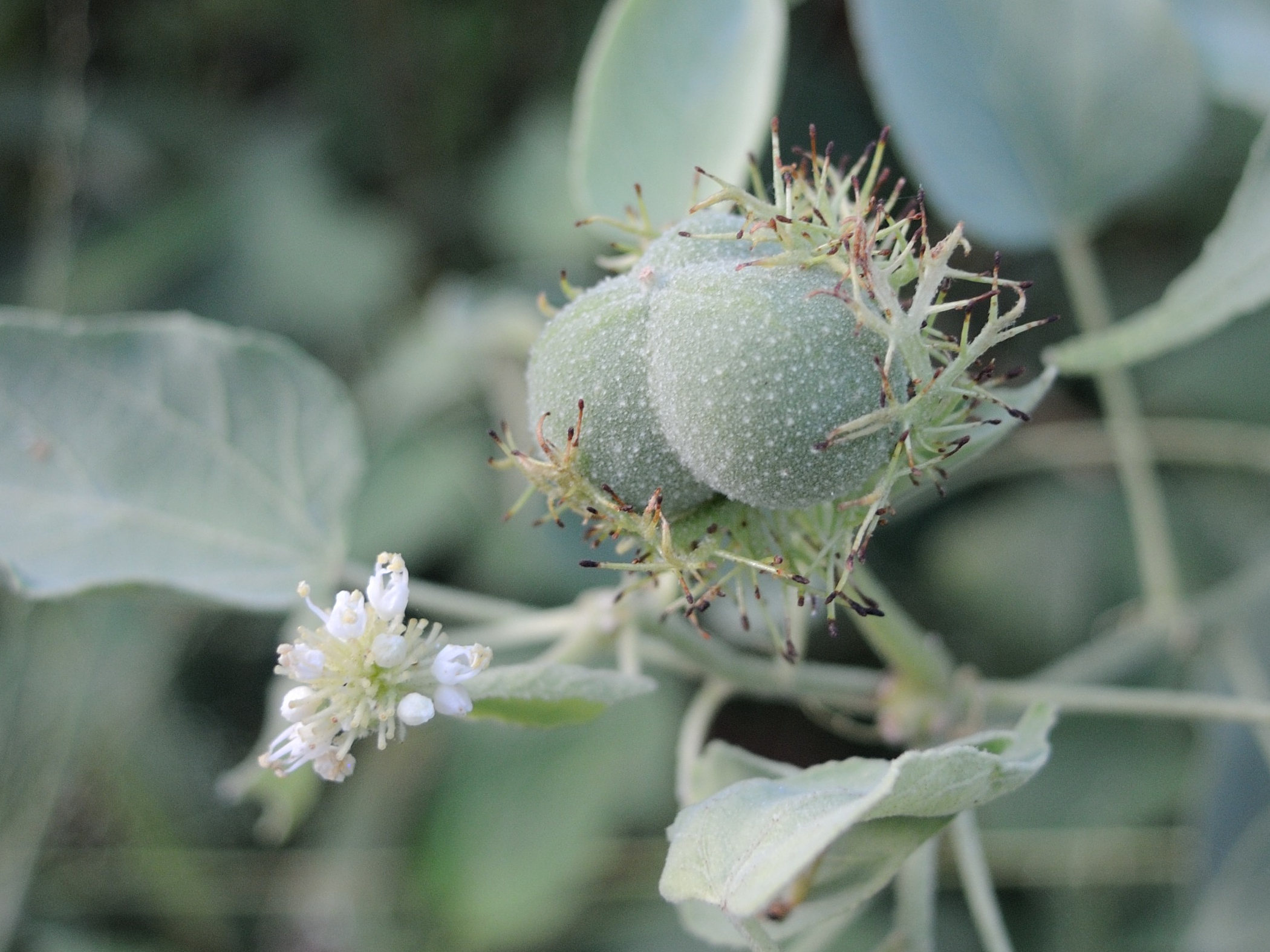 adenochlaena_leucocephala4md