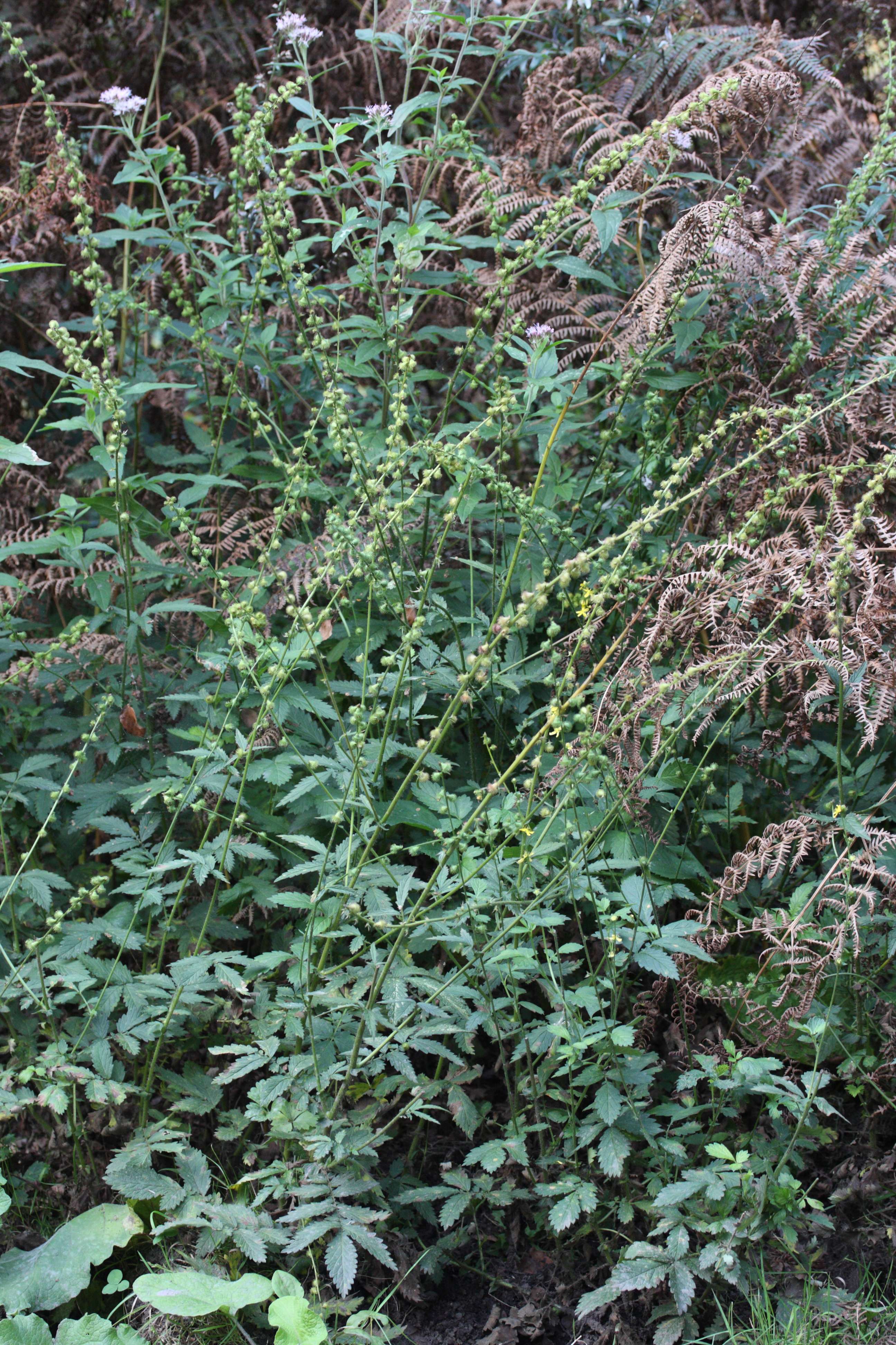 agrimonia_procera1md