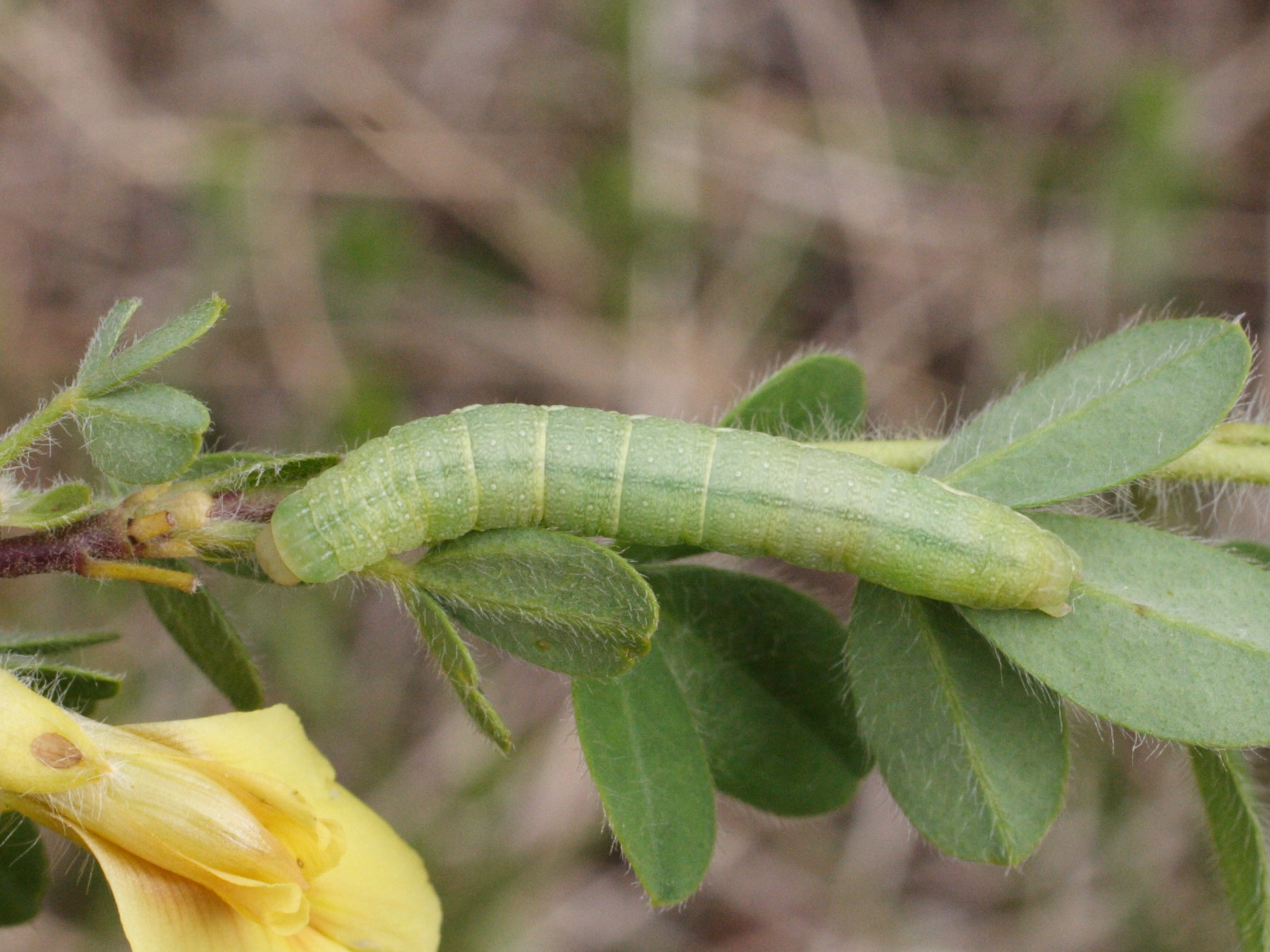 agrochola_lychnidis_ch3md